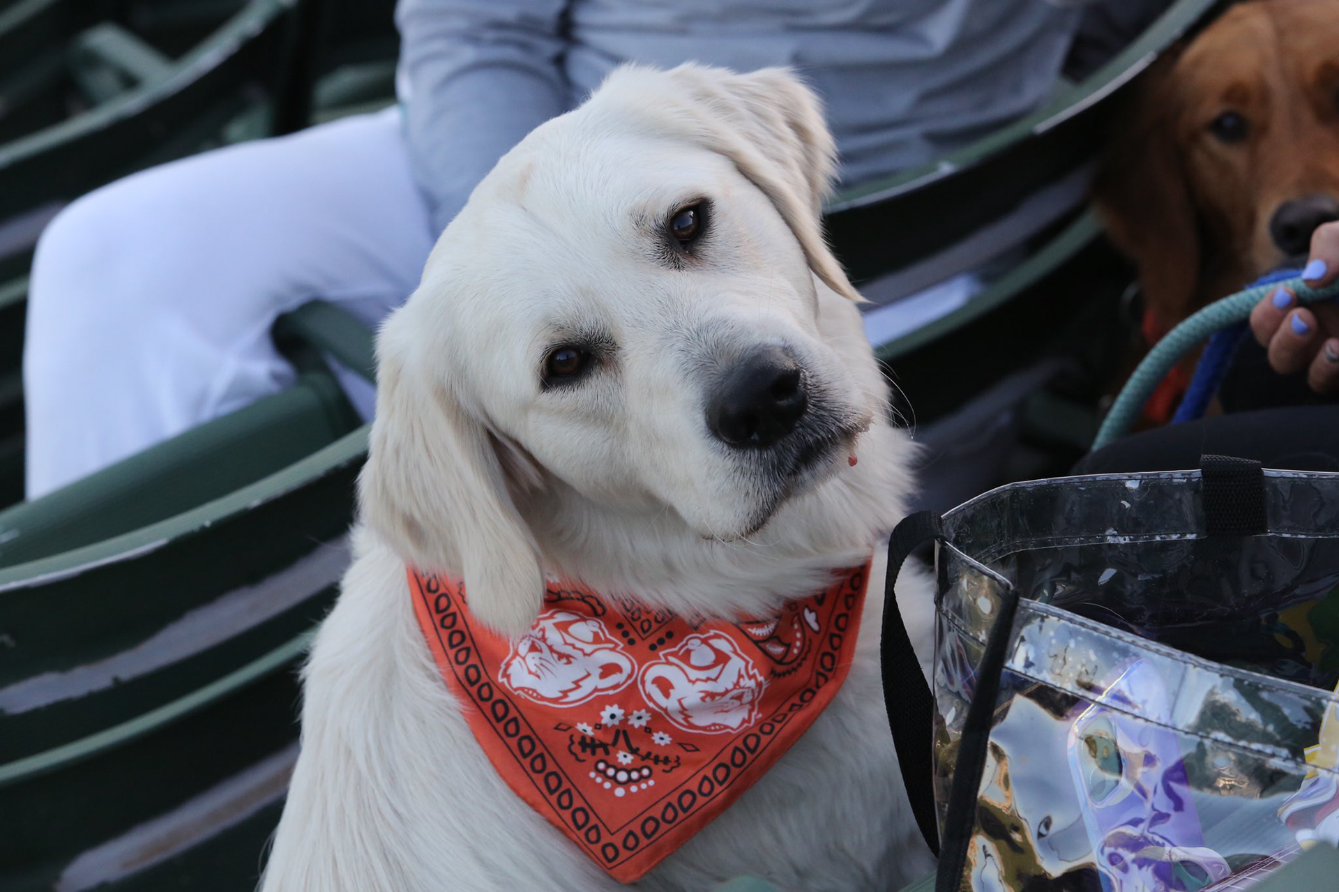SHSU Bandana Model 2