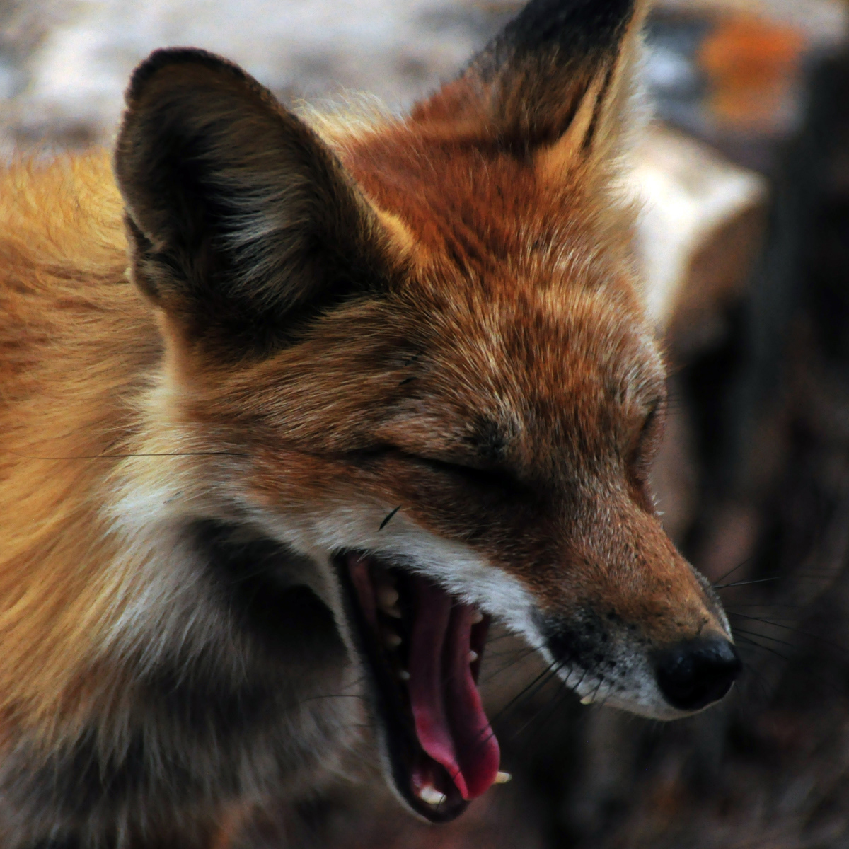 Fox • Evergreen, Colorado