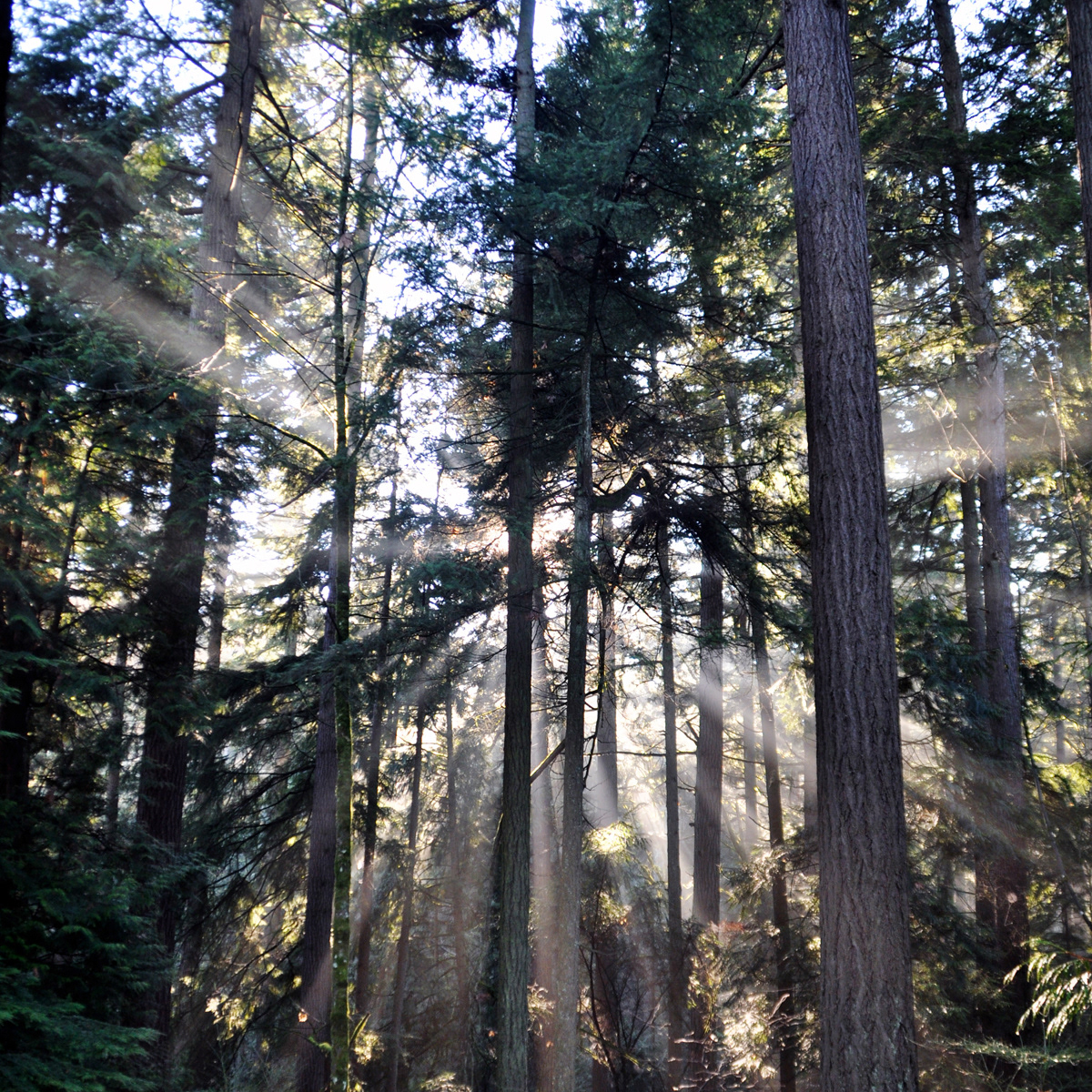 Forest Park, Oregon