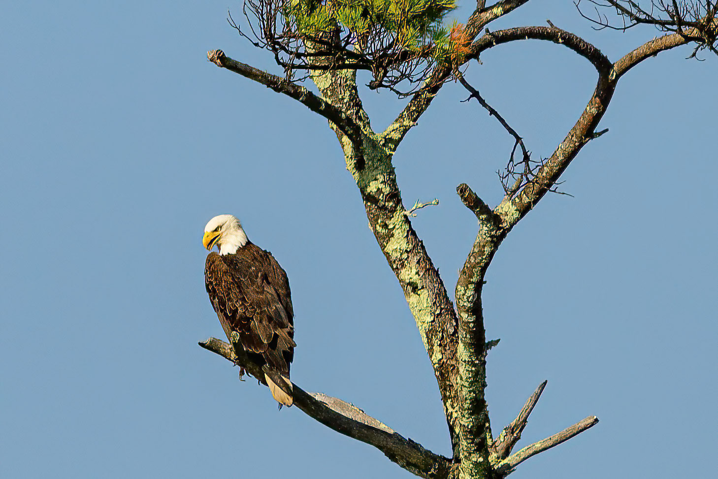 DTGD41425 Eagle on Winnipesaukee