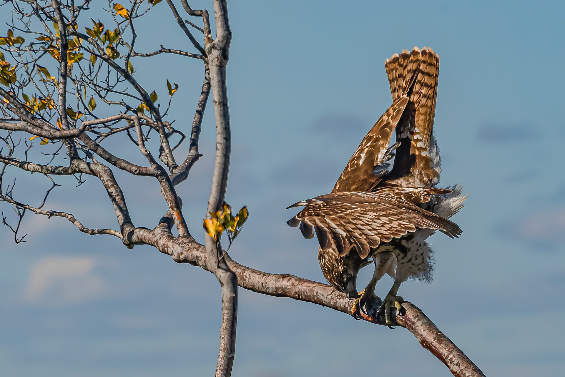 DTGD36914-Broad Winged Hawk