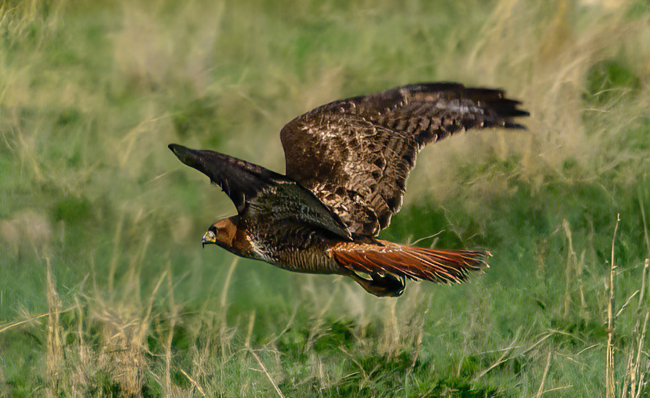 DTGD28392-Red Tailed Hawk