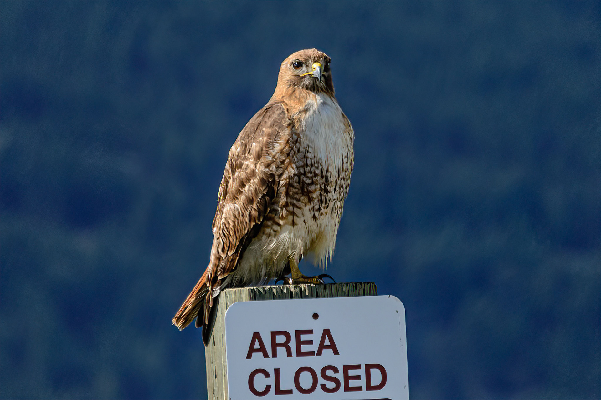 DTGD28525-Red Tailed Hawk