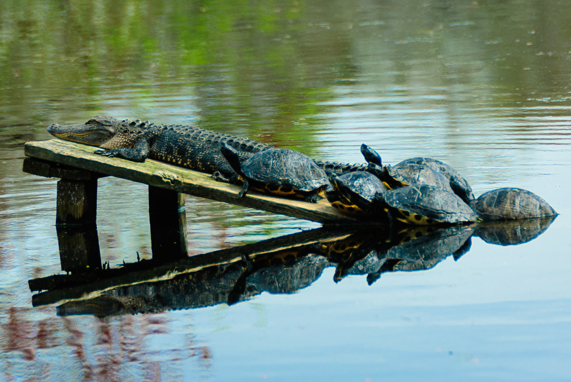 DTGD14475 Afternoon Nap