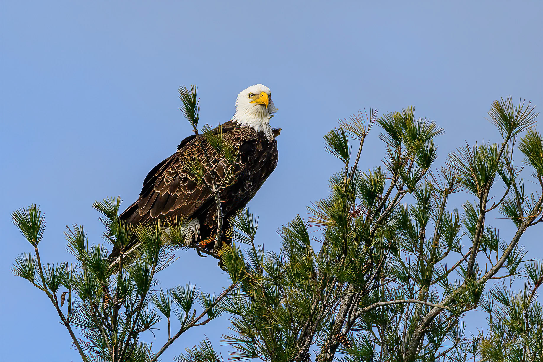 DTGD39553 Eagle on Winnipesaukee