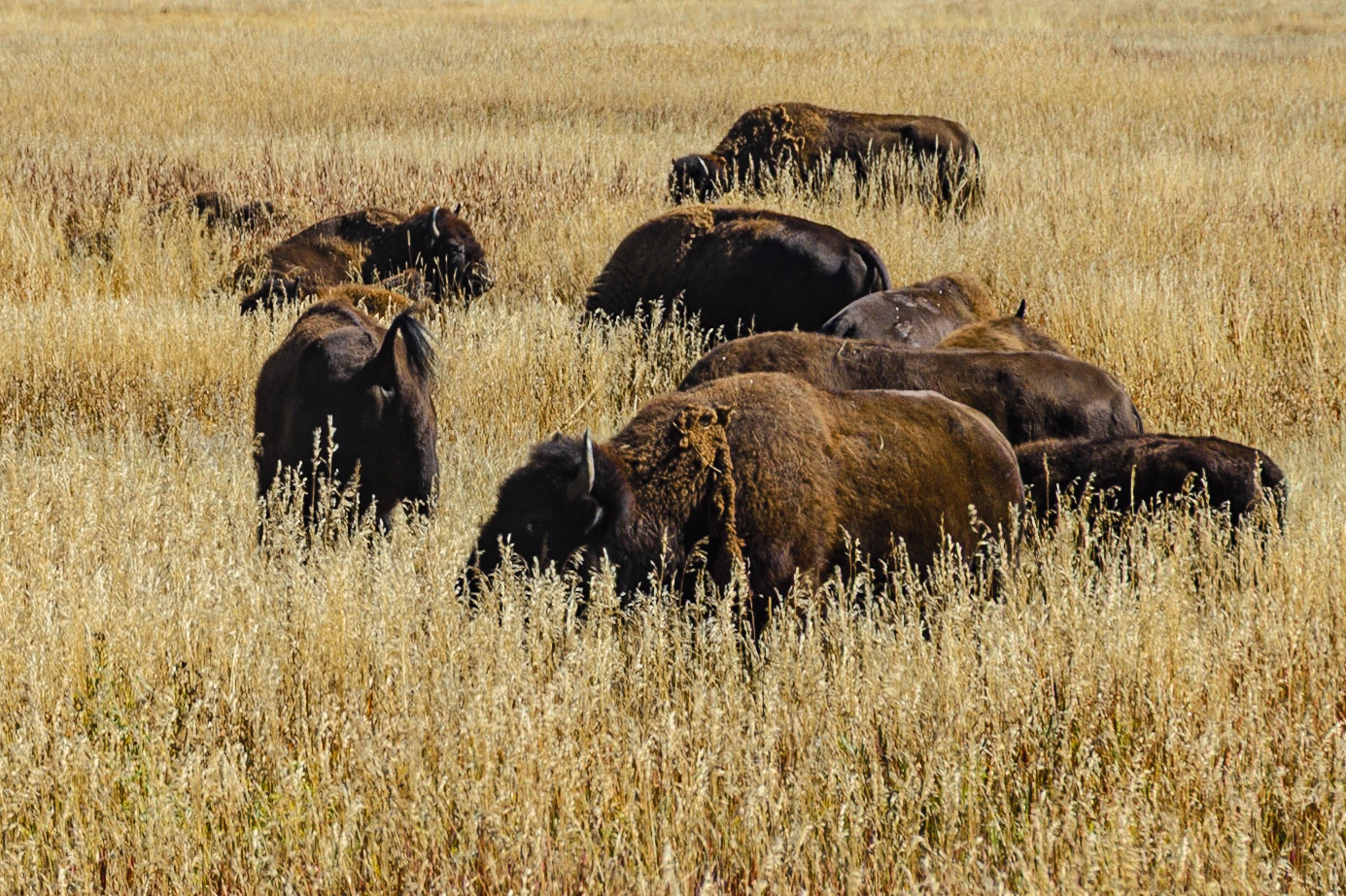 DTGD21108 Buffalo in Tetons