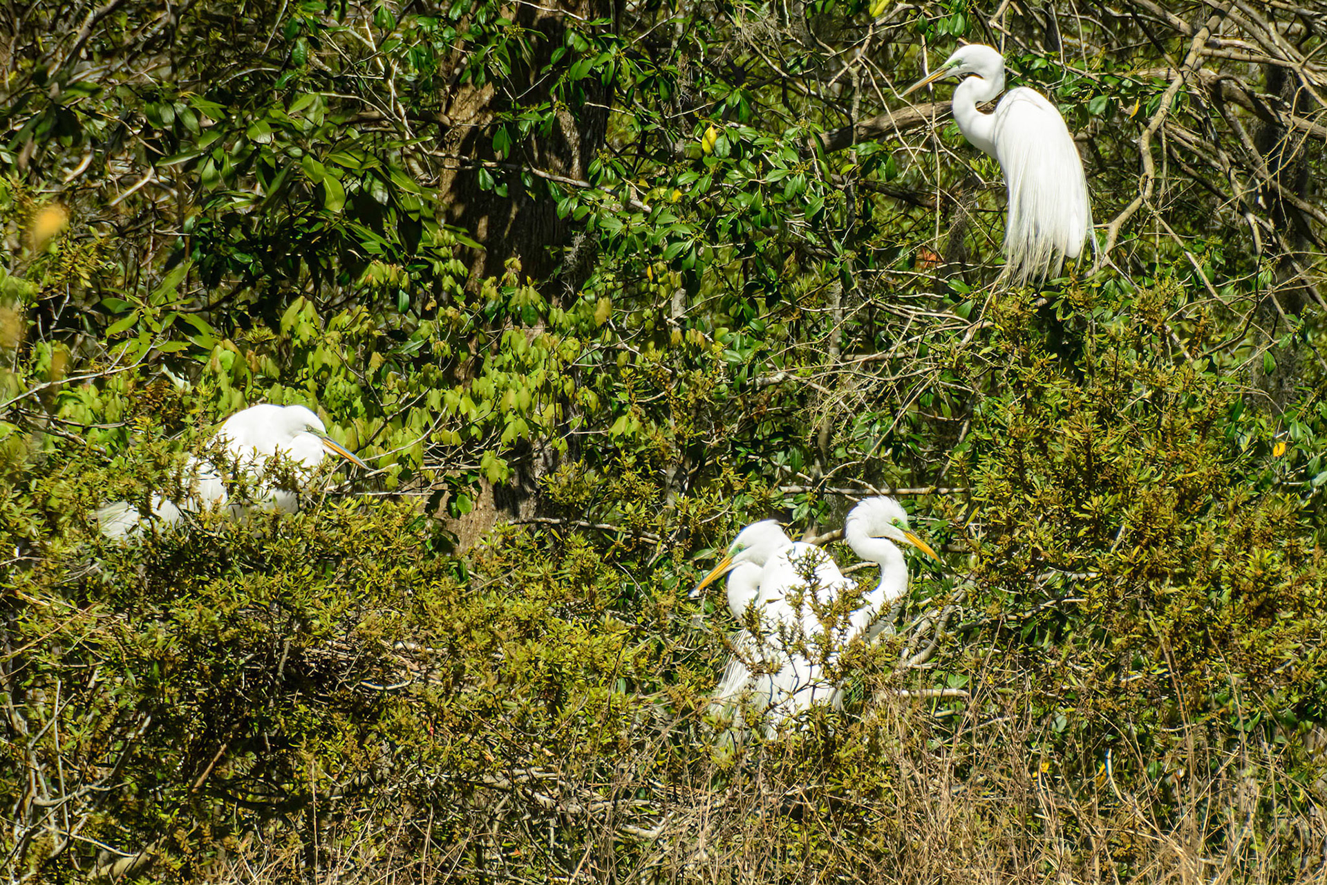DTGD19797-Great Egret