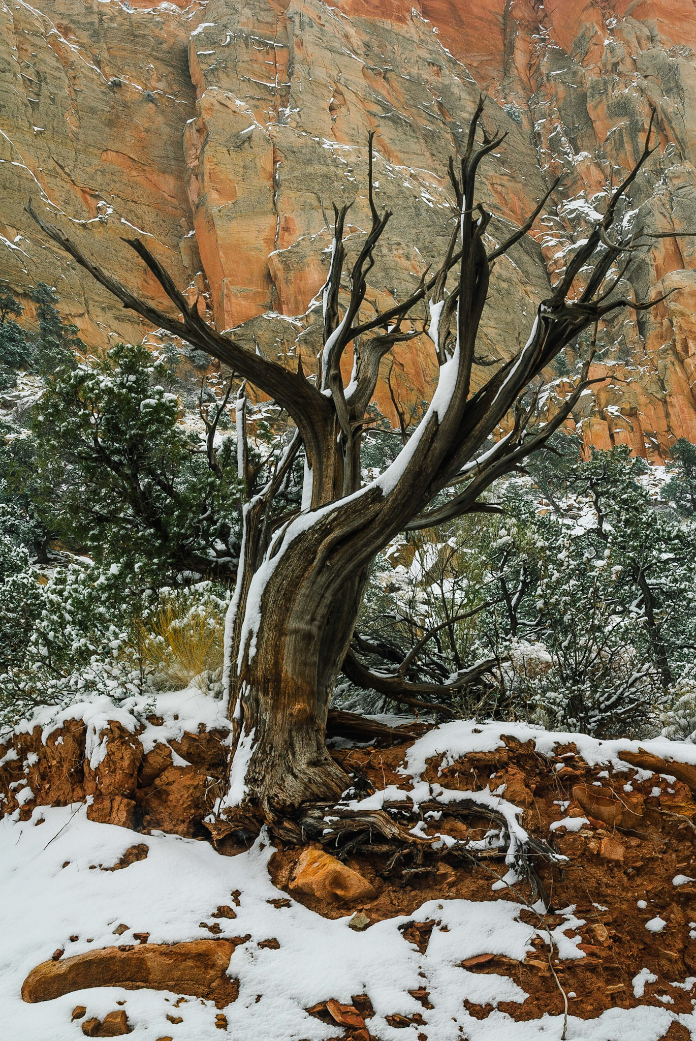 DTGD10523 Gnarled Old Tree, Burr Trail Road, UT
