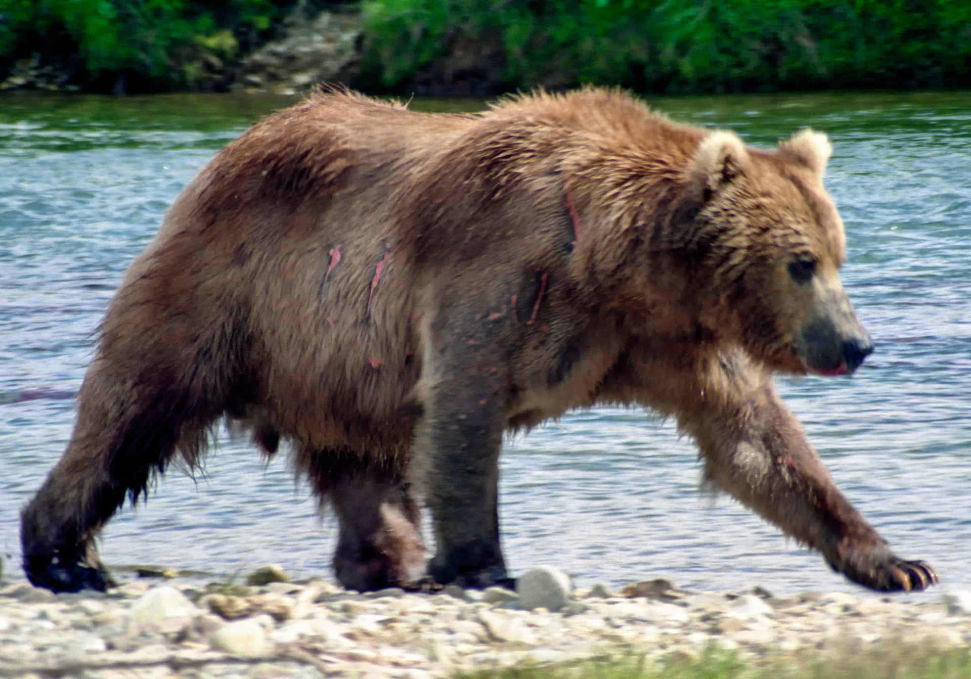 DTG09020n Alaskan Brown Bear