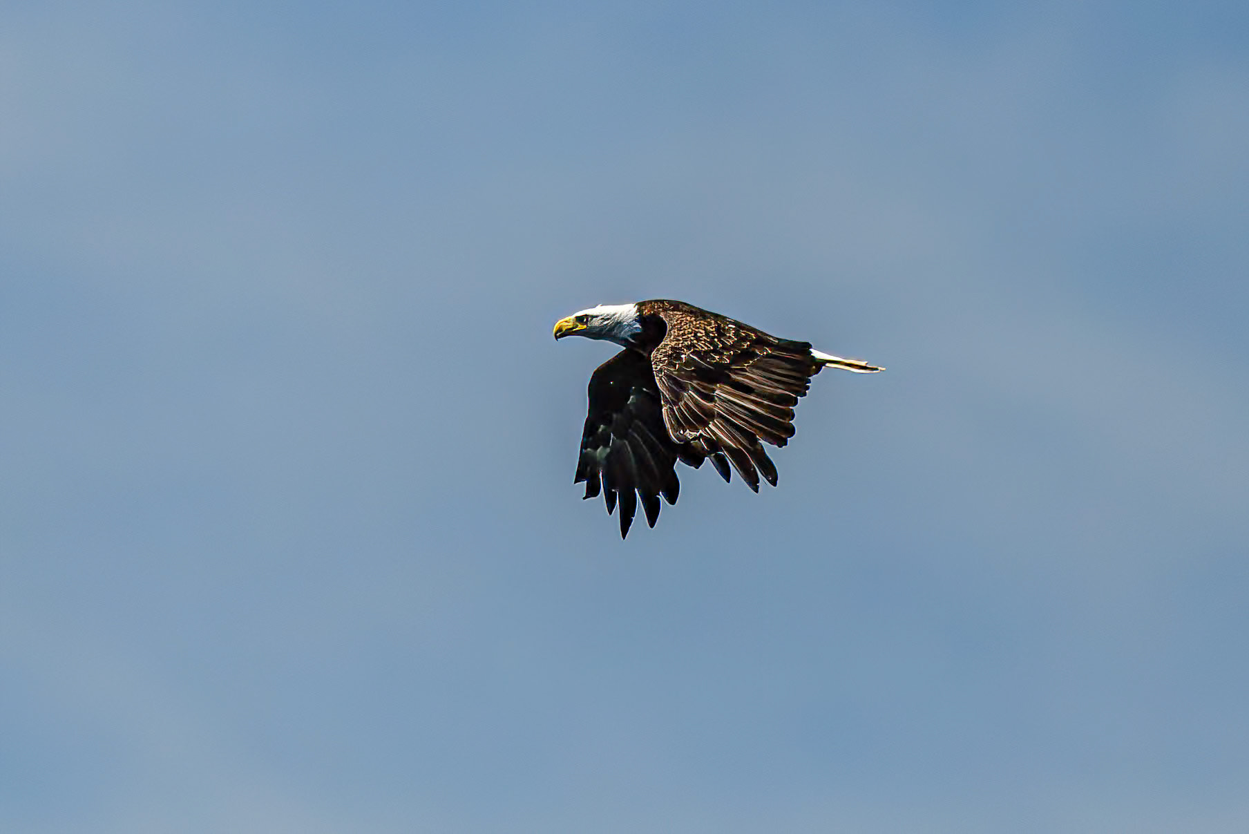DTGD41535 Bald Eagle on Squam Lake