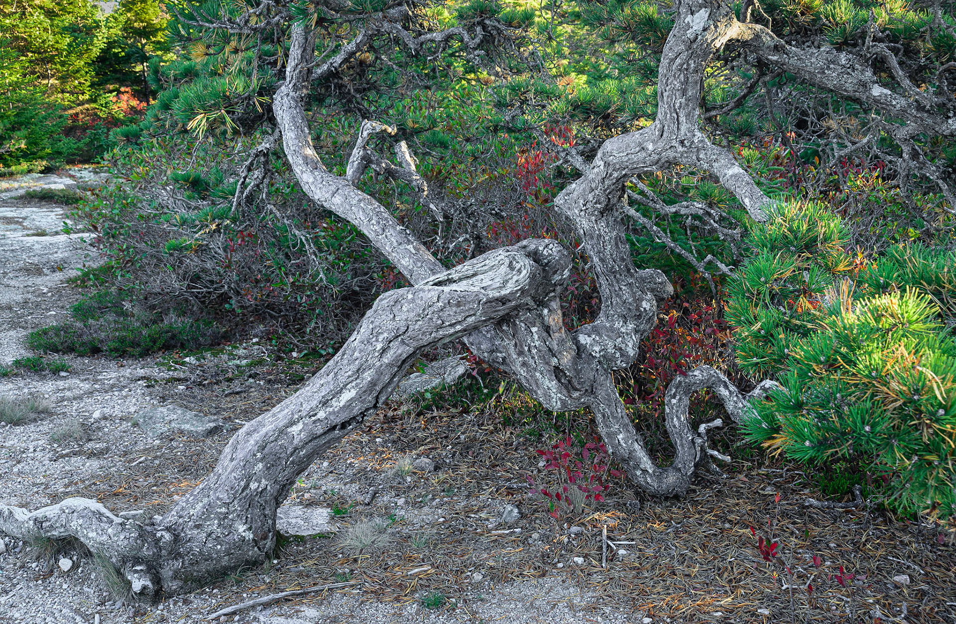 DTGD18960 Gnarled Old Pine Tree, Wonderland Trail, Seawall, ME