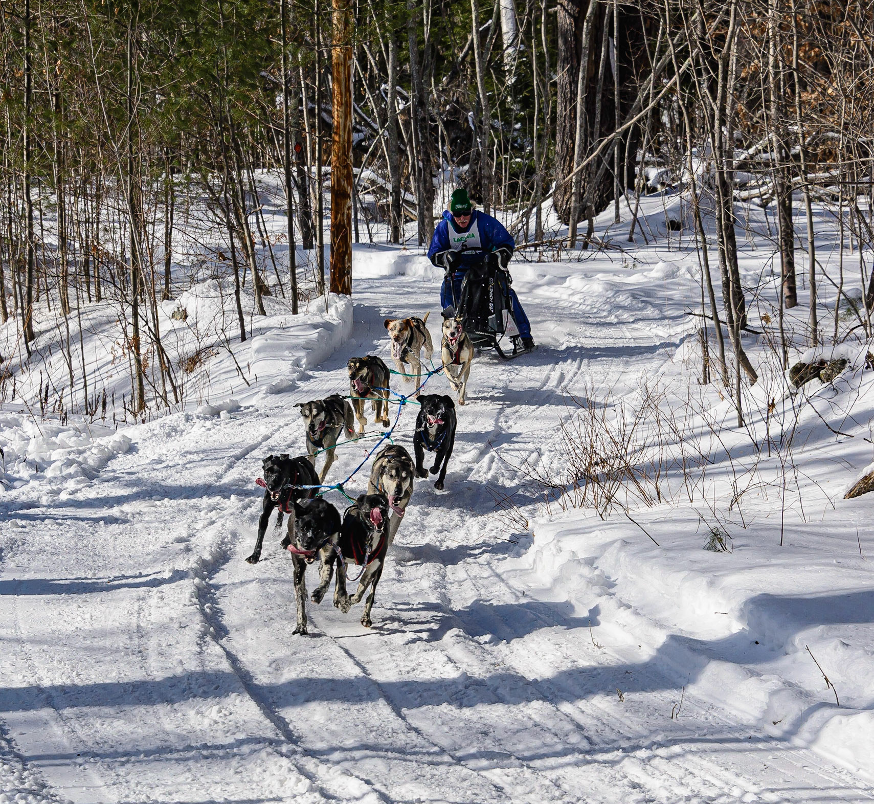 DTGD32251 Sled Dog Races, 2019