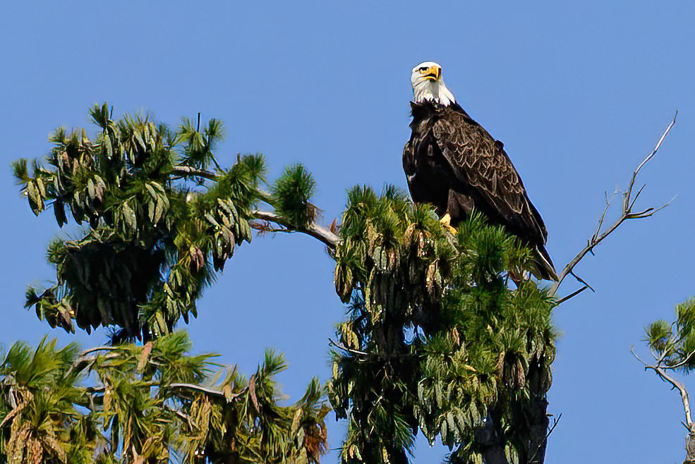 DTGD38444 Eagle on Winnipesaukee