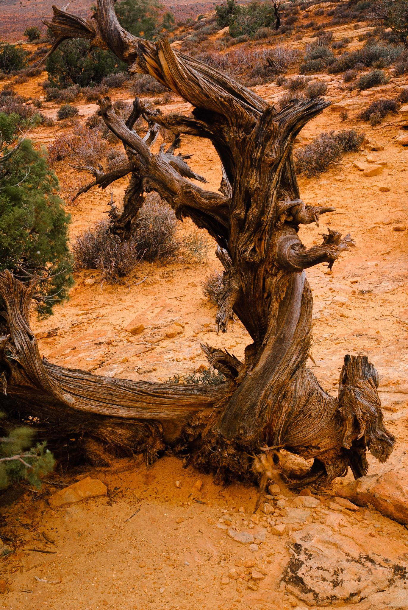 DTGD09663 0ld Dead Juniper, Arches Nat'l Park