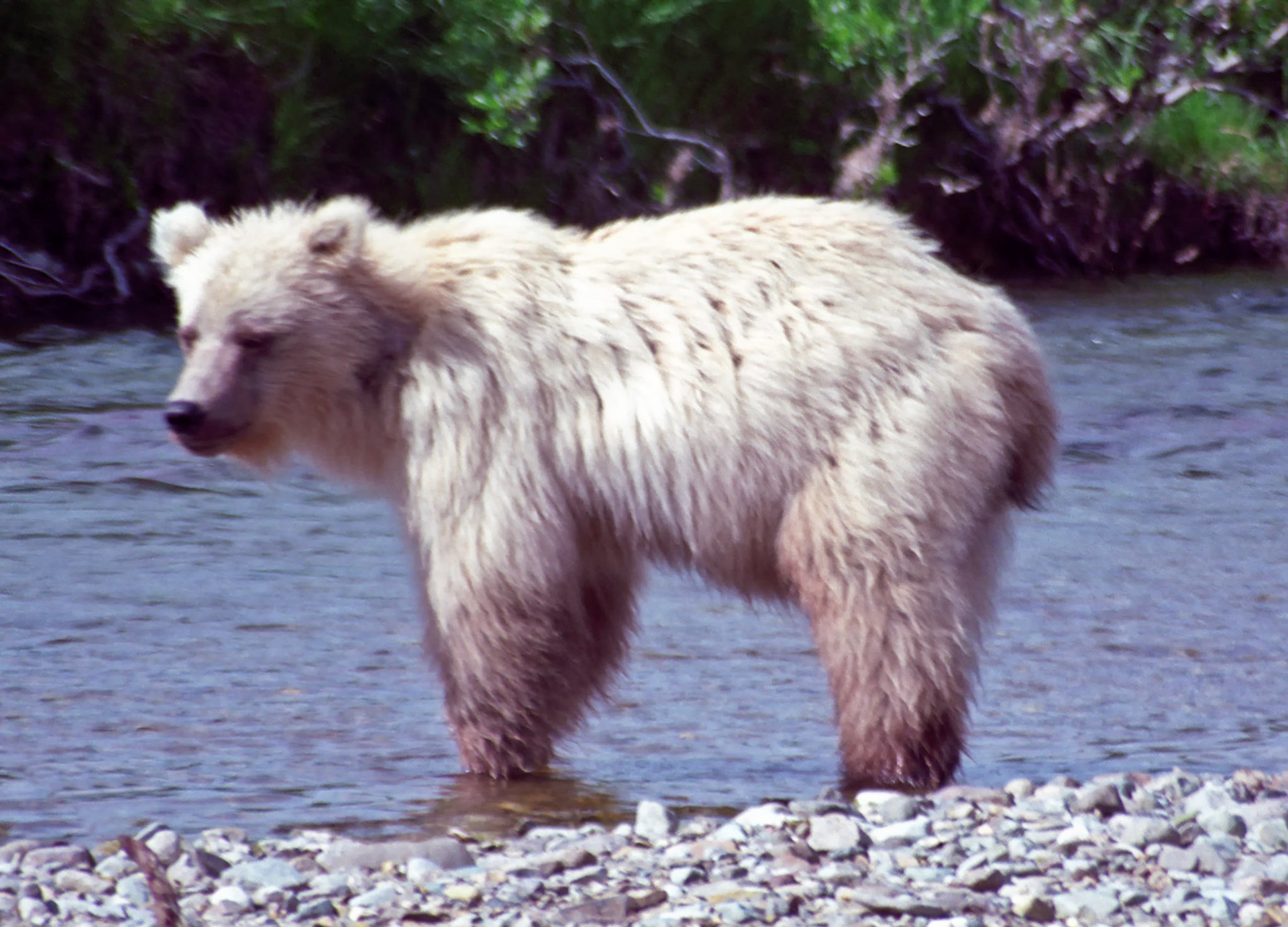 DTG09018n Alaskan Sandy Brown Bear