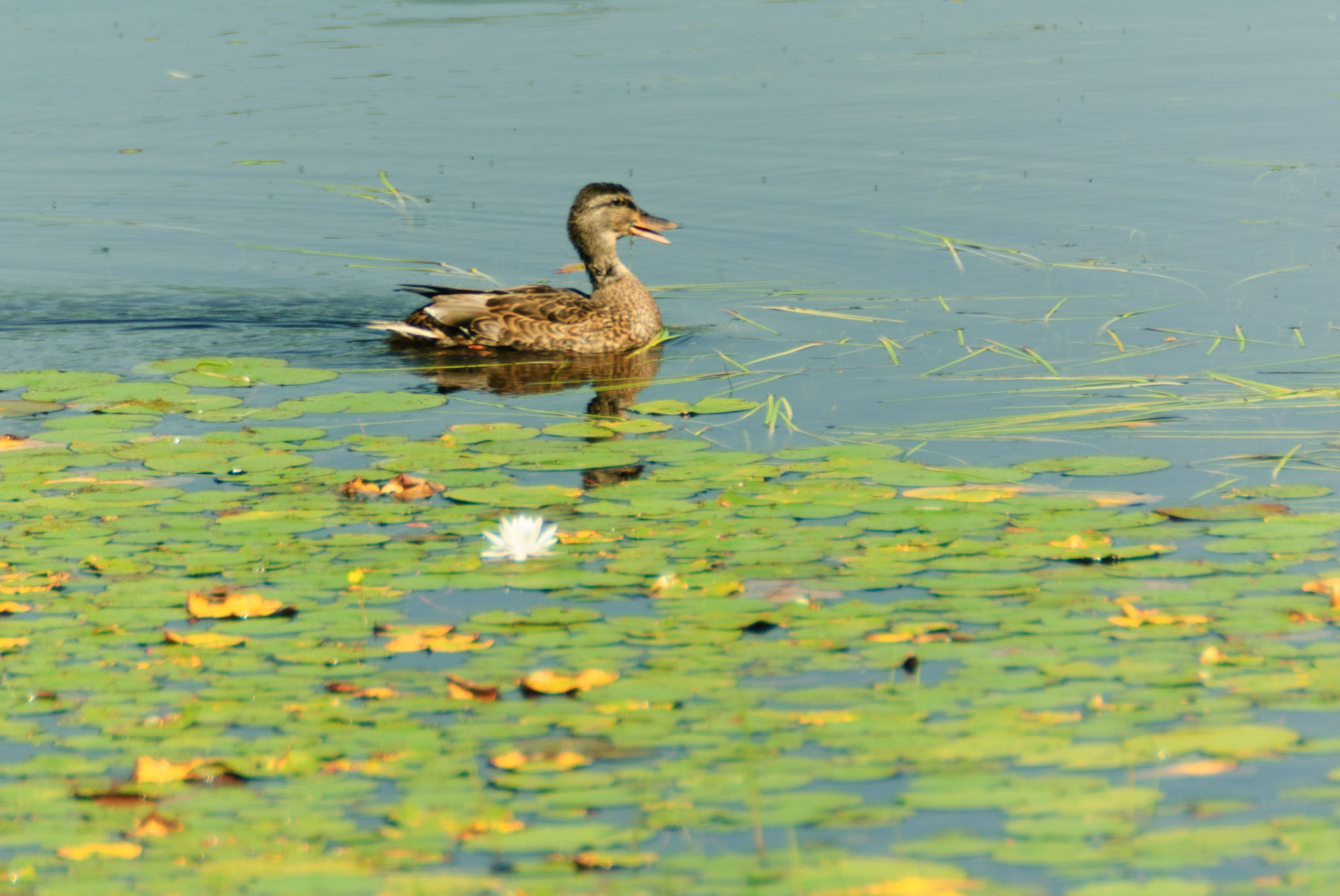DTGD12231 Duck on Conway Lake