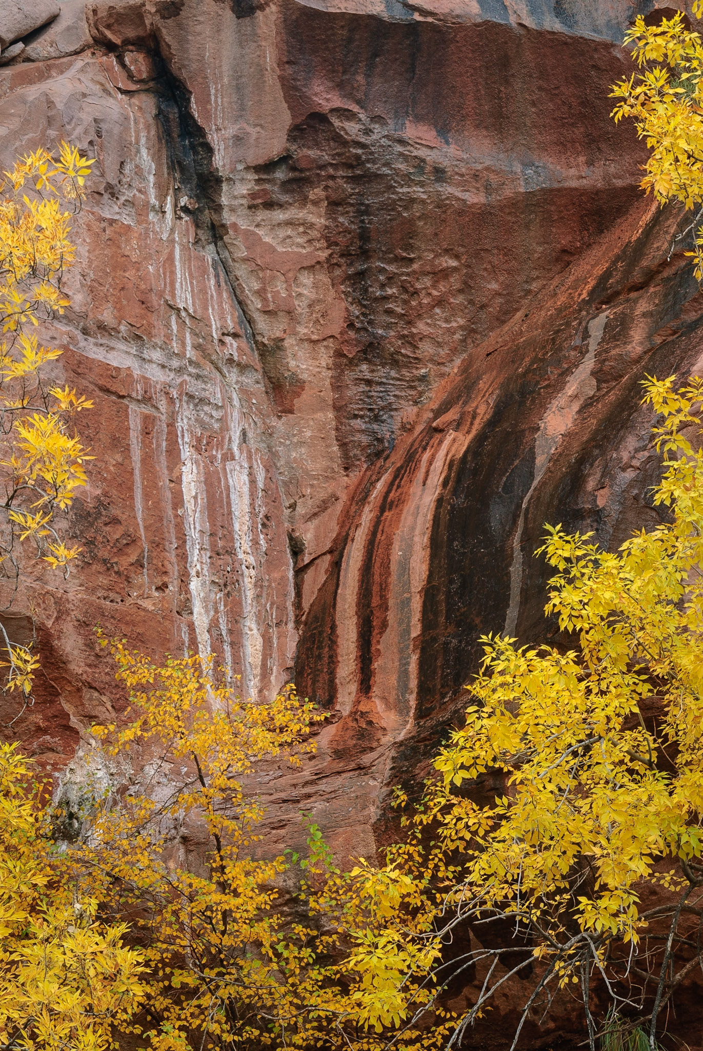 DTGD11007 Near Pine Creek, Zion Nat'l Park
