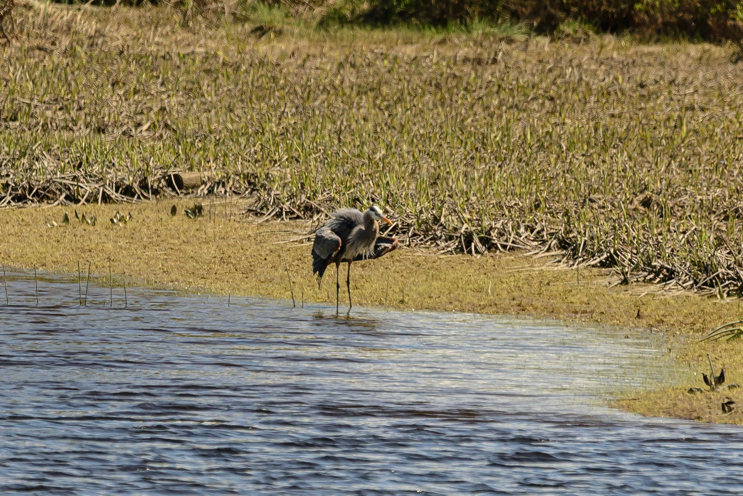 DTGD30917-Blue Herron