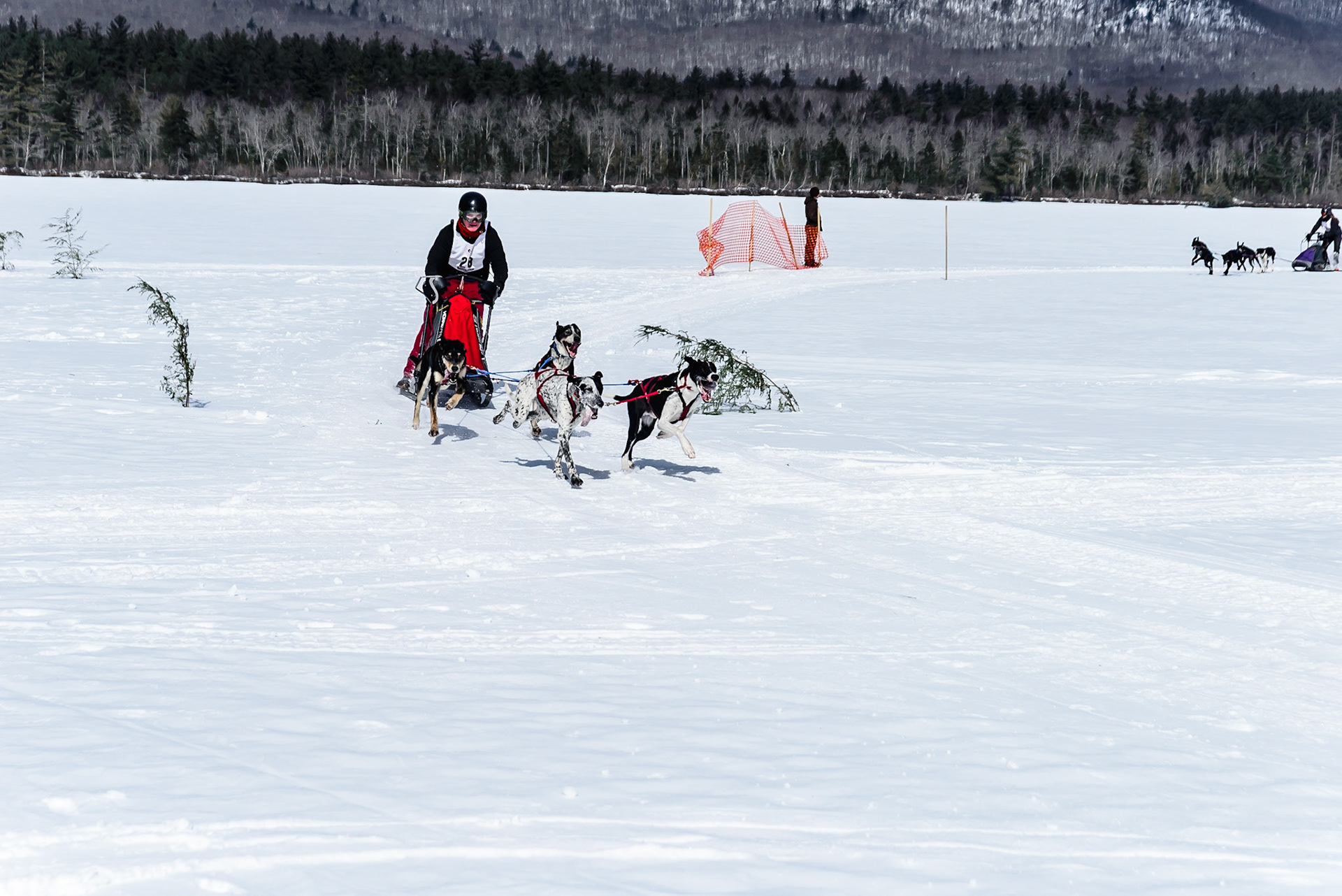DTGD16802 Tamworth Sled Dog Races