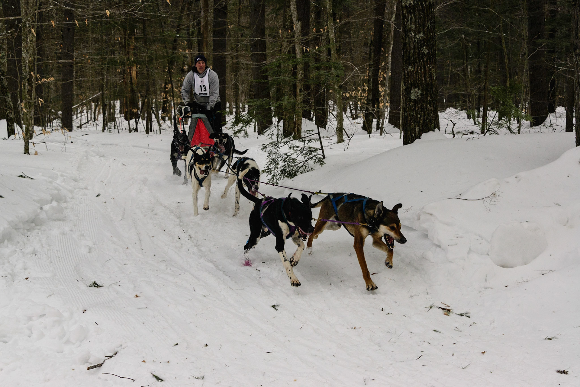 DTGD30304 Sled Dog Races, 2019