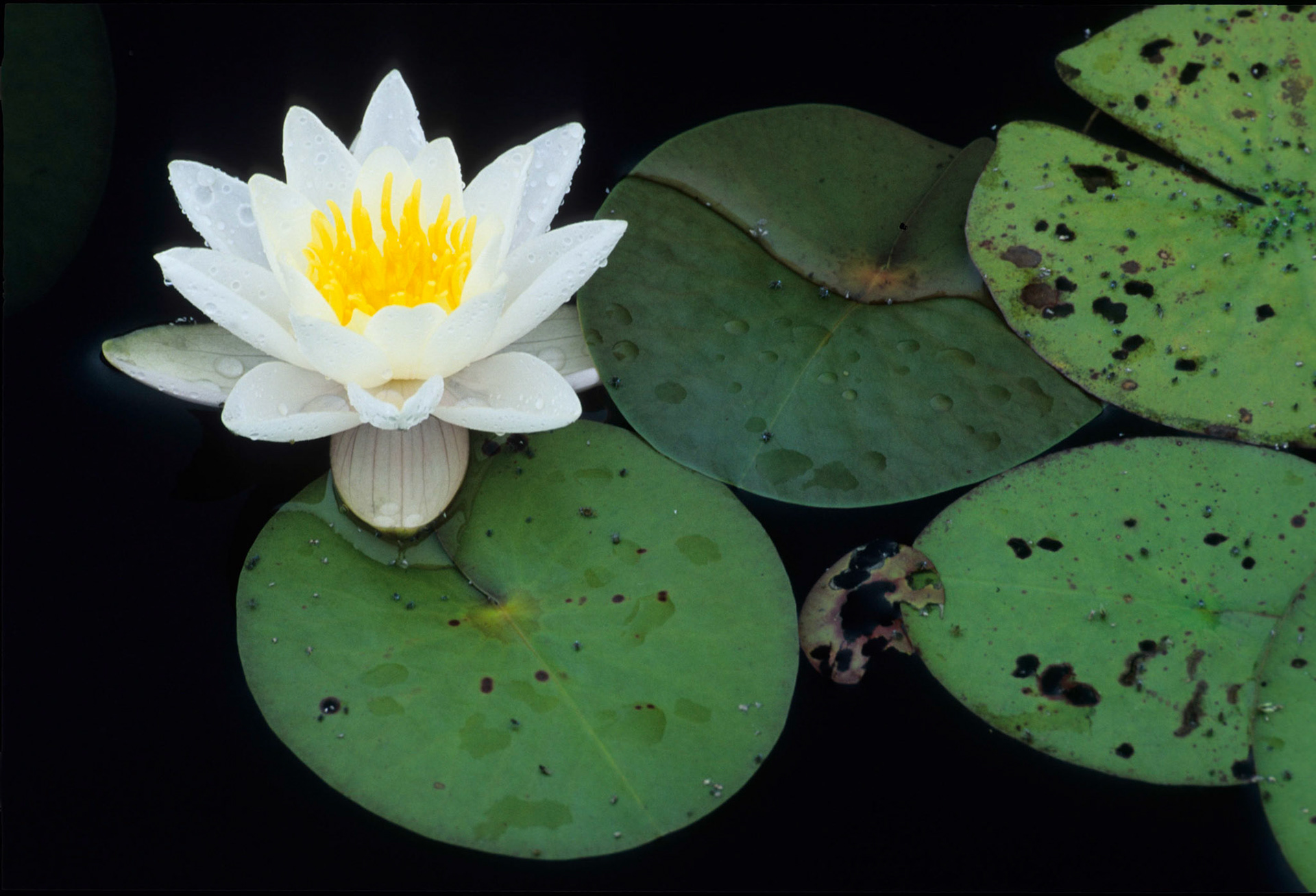 DTG05362 Water Lily-Edit