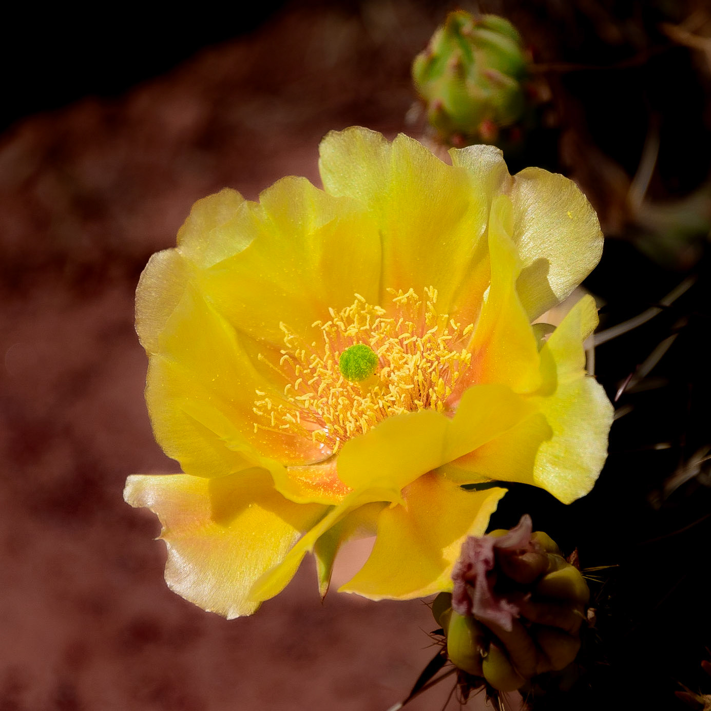 DTGD28803 Prickley Pear Cactua Flower, Castle Valley, UT