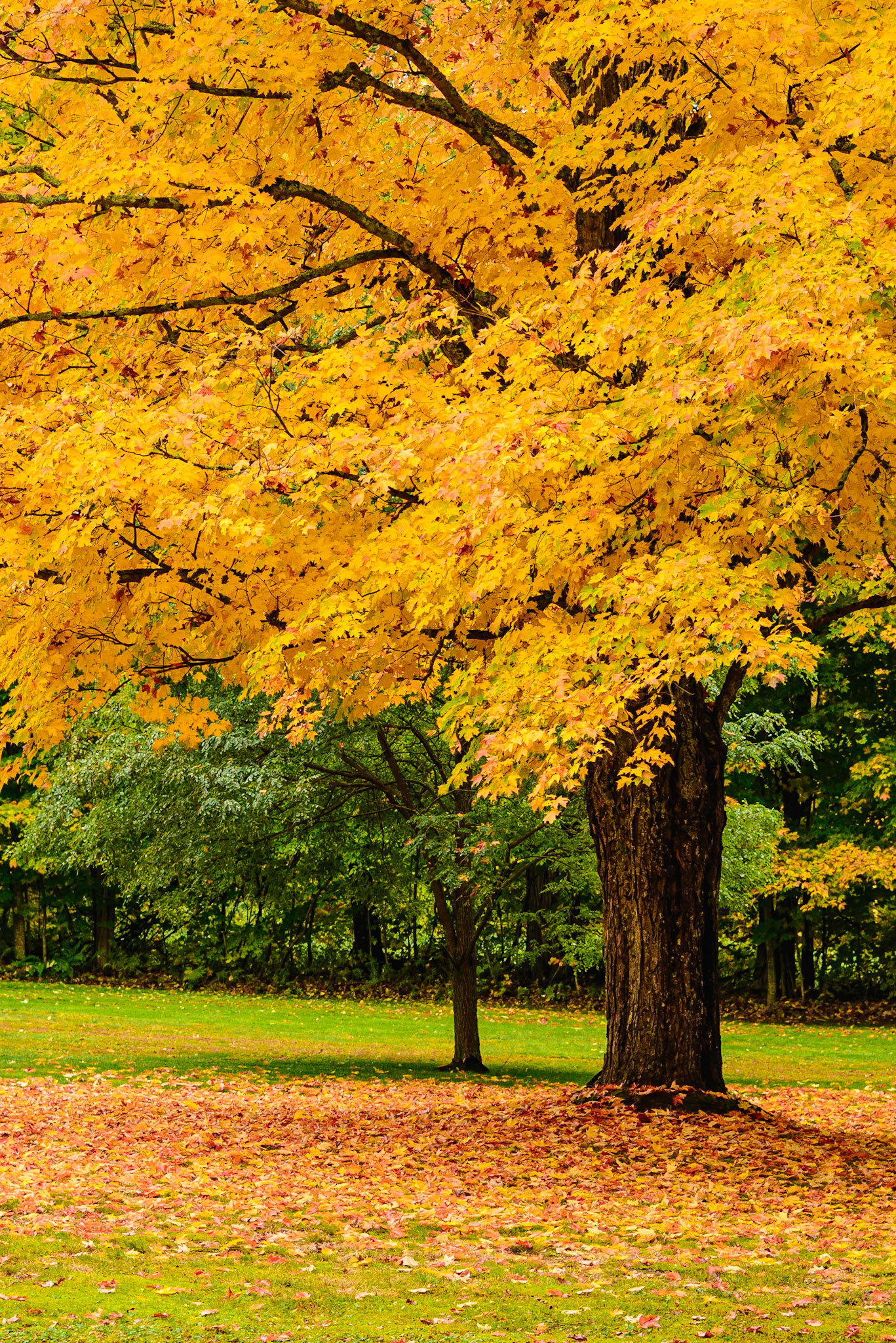 DTGD29769 Fall on Lewis Hill Road