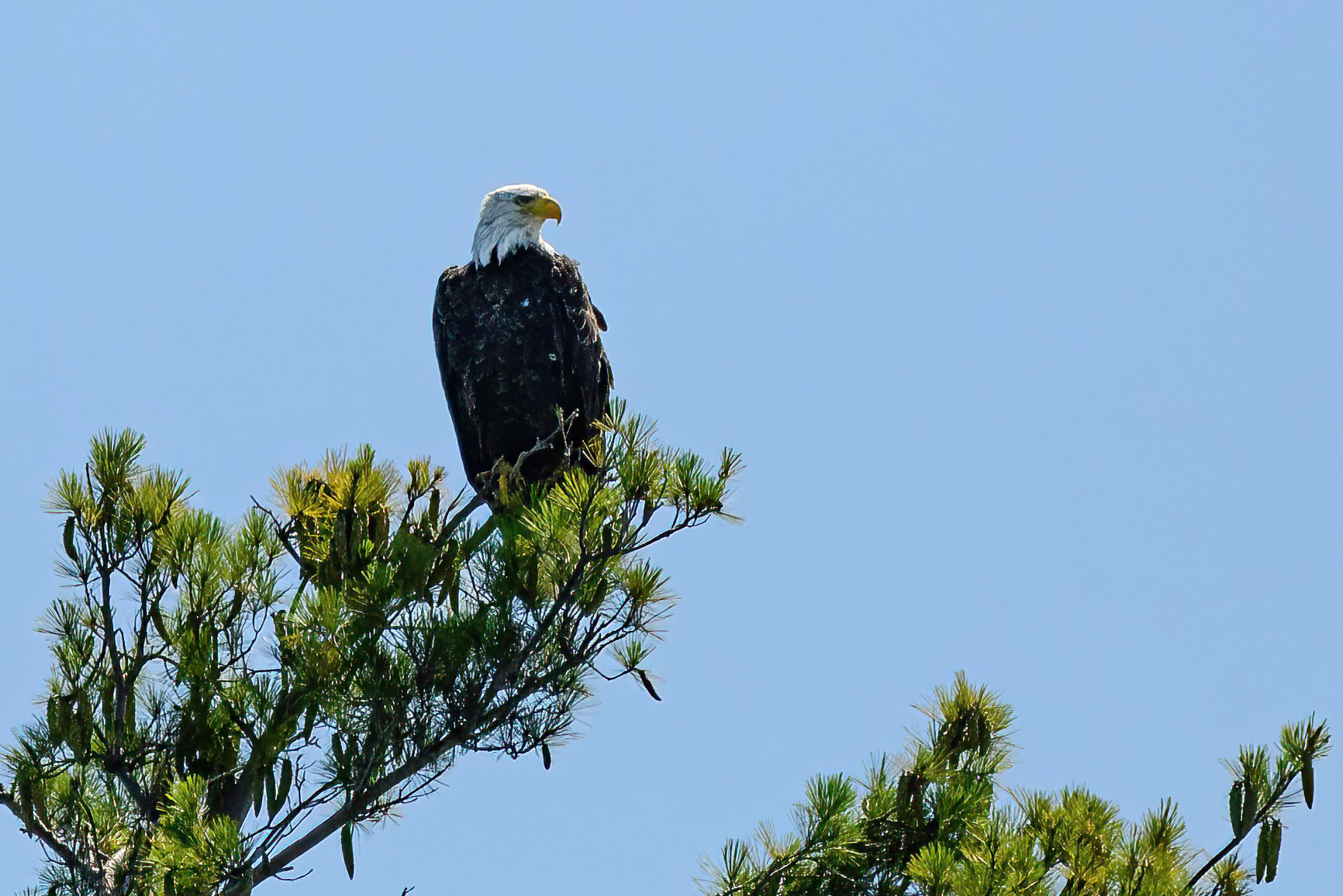 DTGD41475 Bald Eagle on Squam Lake