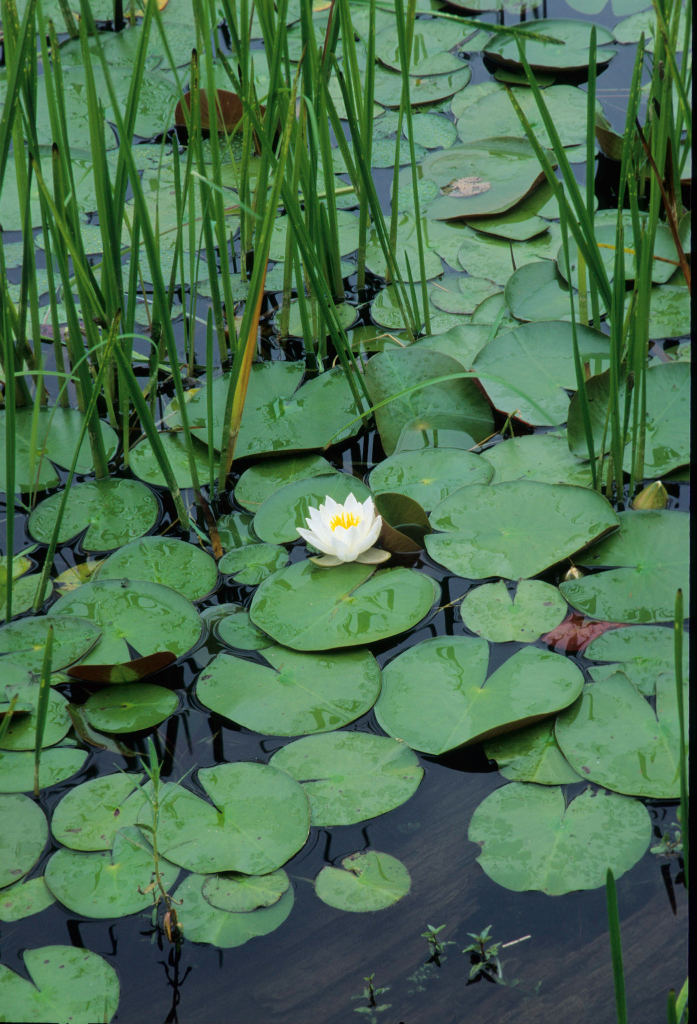 DTG04974AB Water Lily