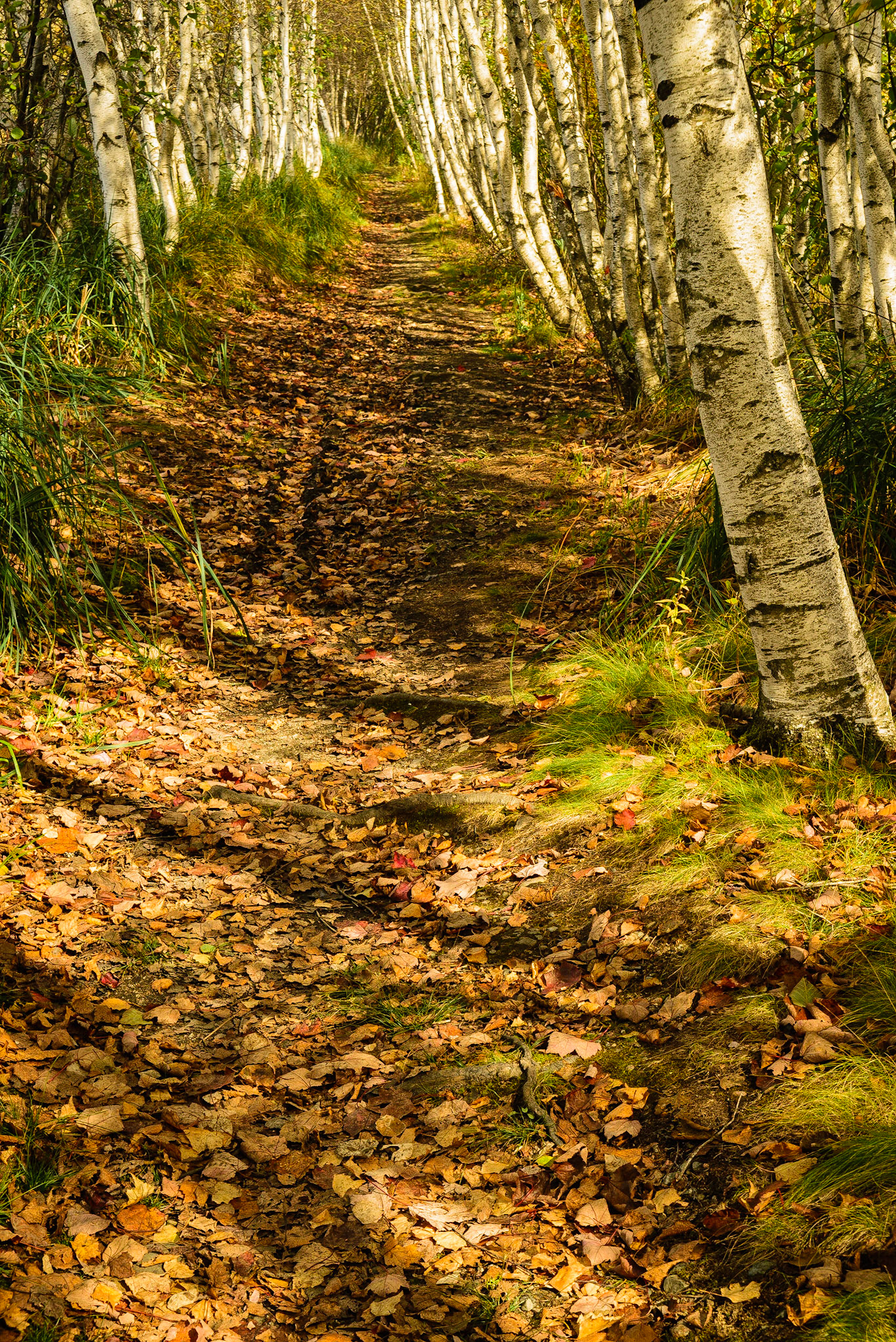 DTGD16071 Jesup Path