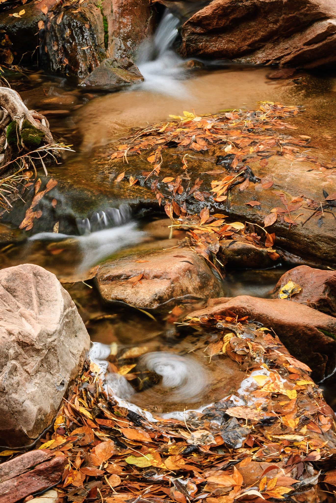 DTGD10997 Pine Creek, Zion Nat'l Park
