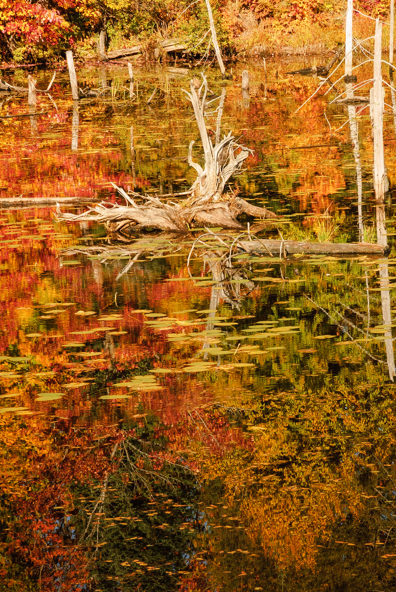 DTGD12664 Fall Reflections, MI