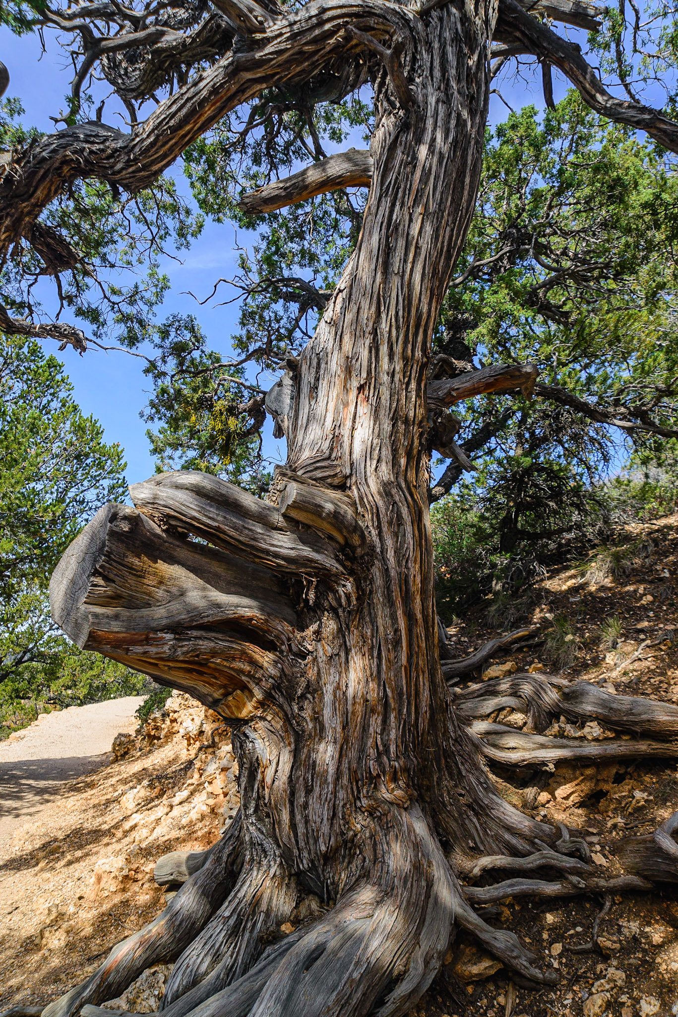 DTGD22386 Old Juniper