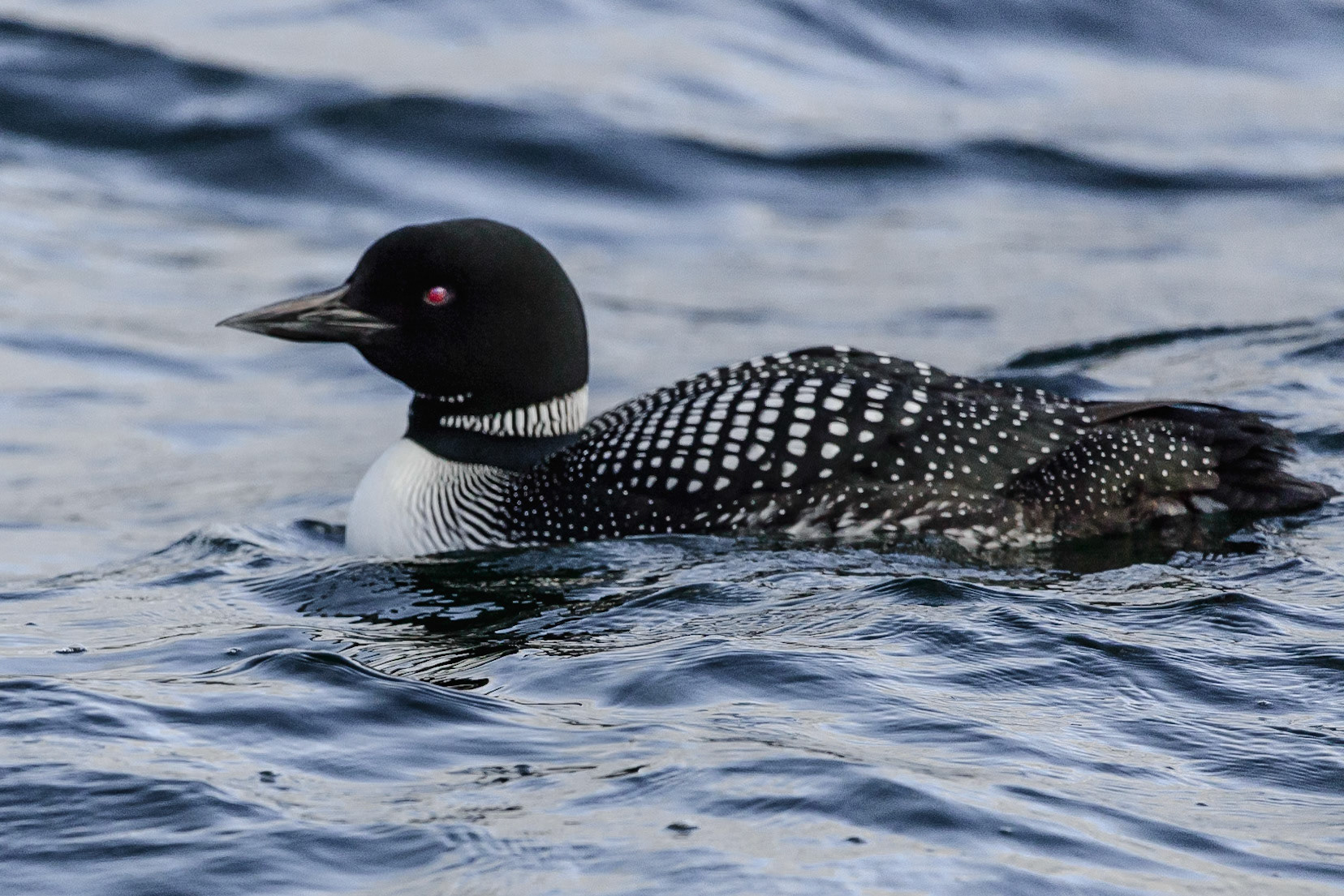DTGD39677 Loon on Winnipesaukee