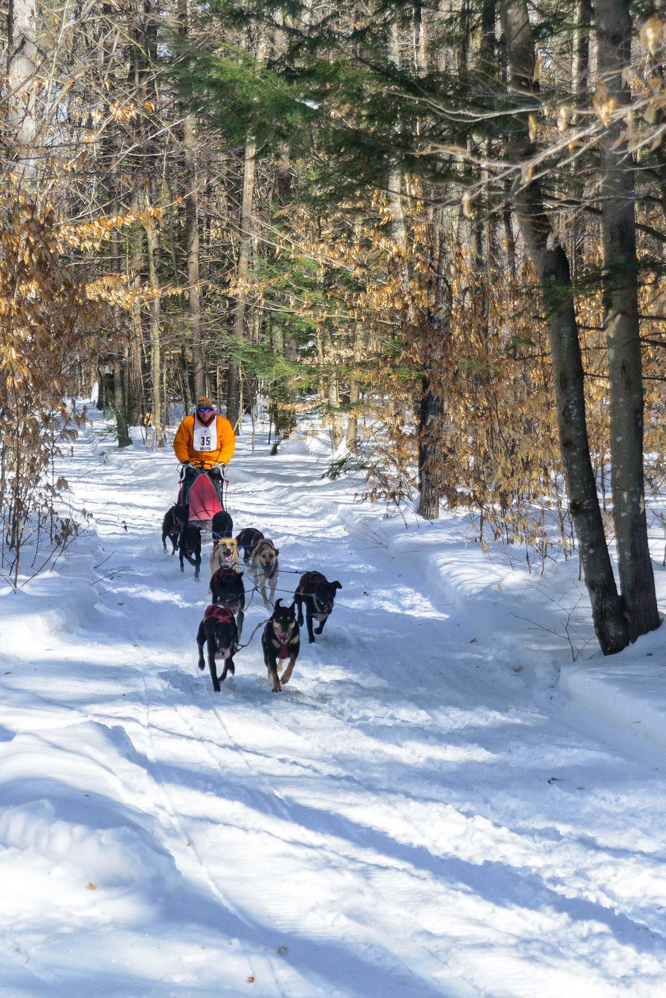 DTGD19352 2015 Sled Dog Races