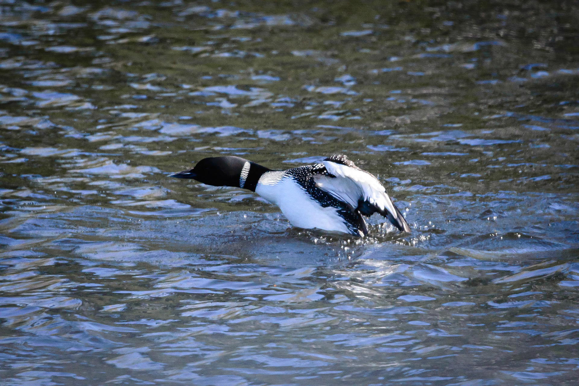 DTGD30651-Loon stretching wings