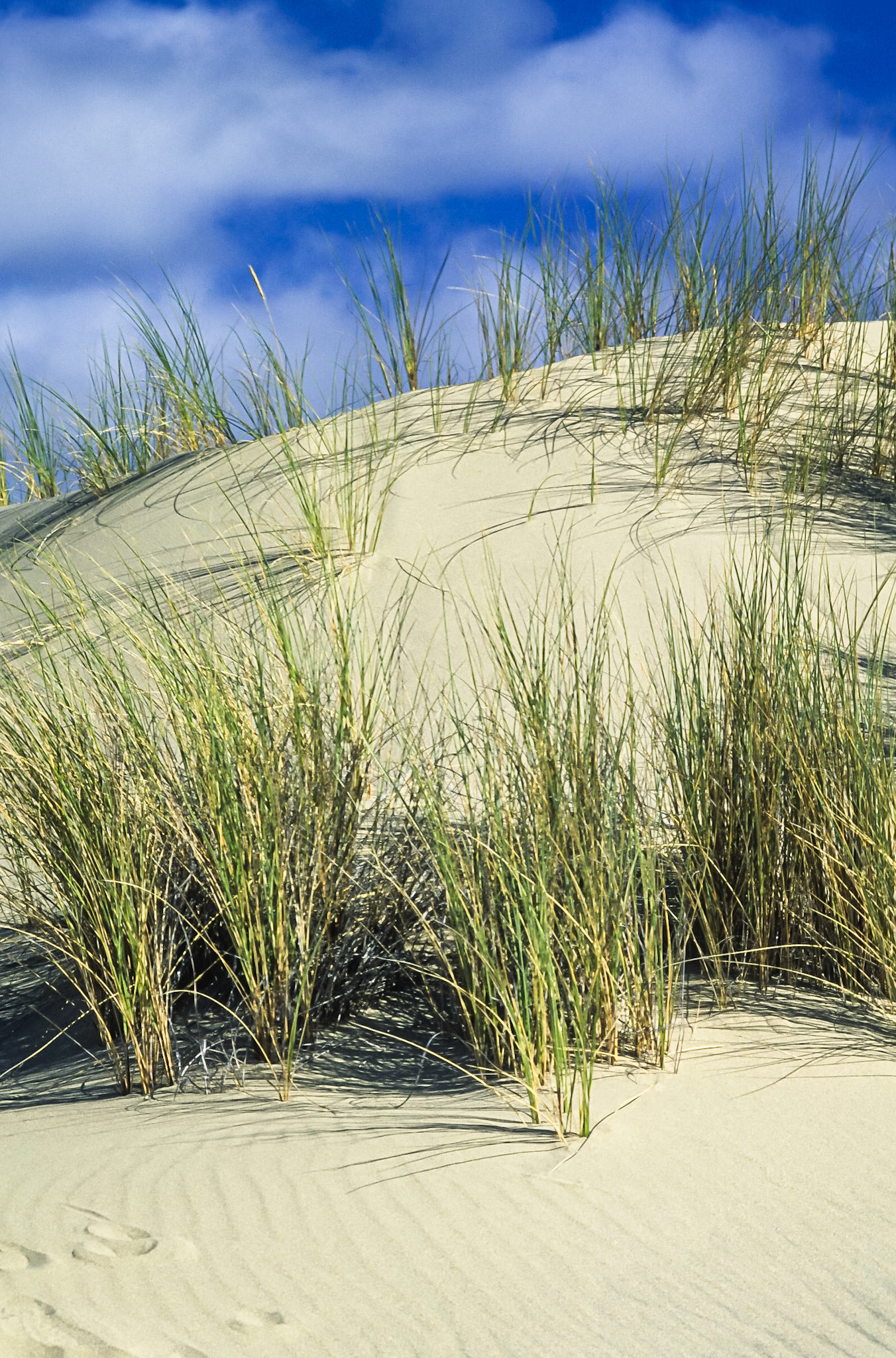 DTG07228 Dunes Overlook, Florence, OR