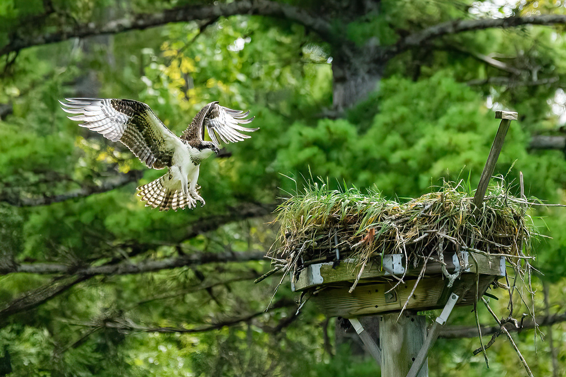 DTGD38281-Osprey
