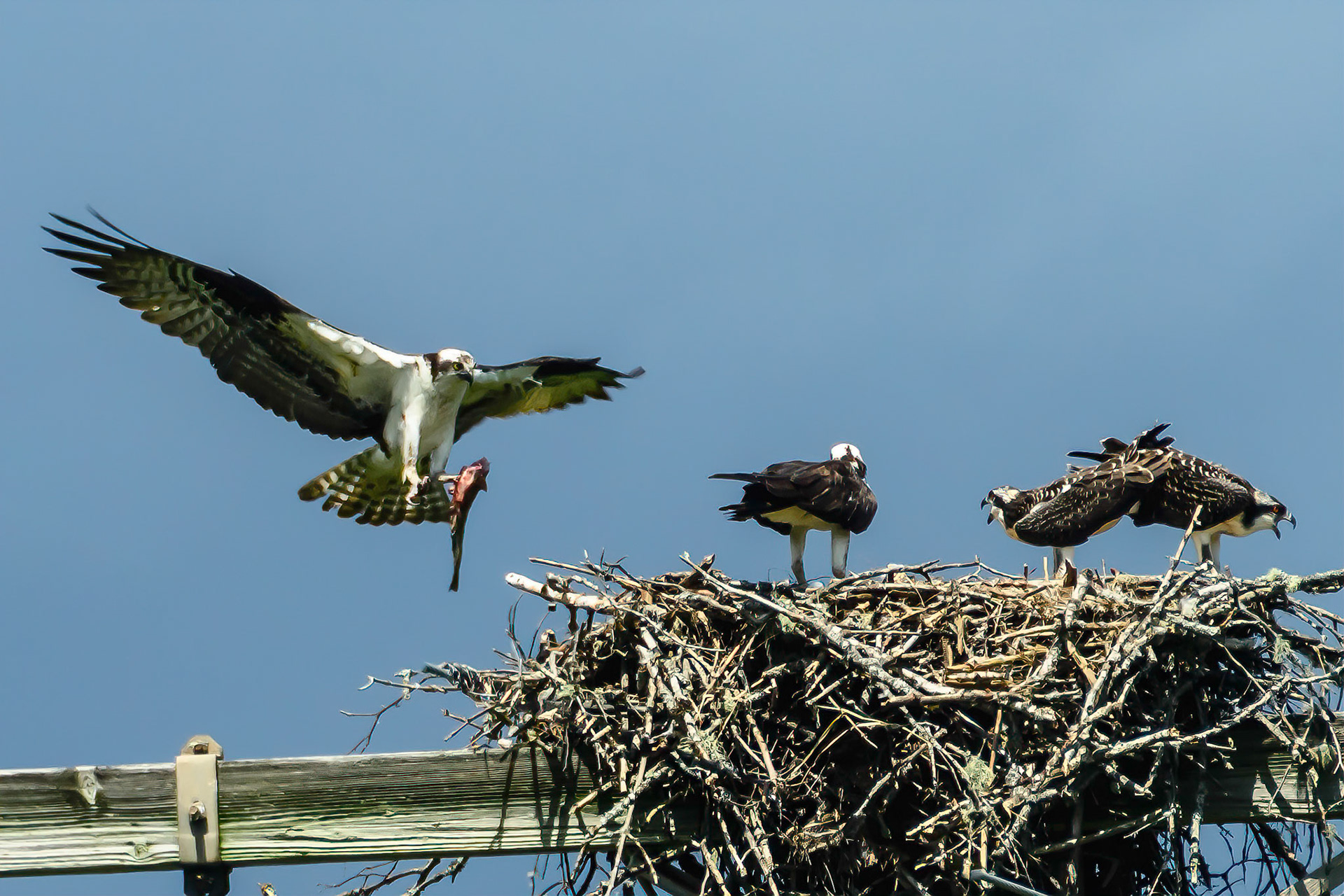 DTGD15341-Osprey Bringing Home Lunch