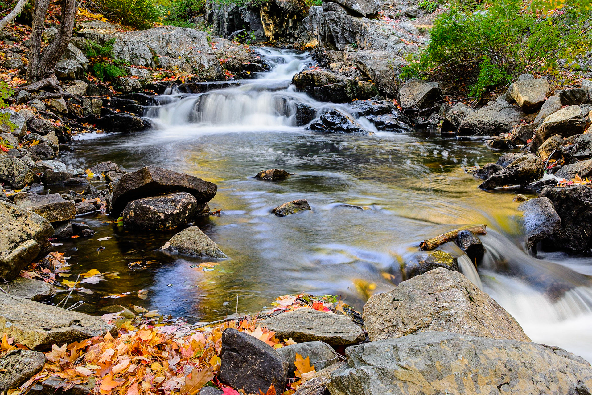 DTGD29958 Duck Brook