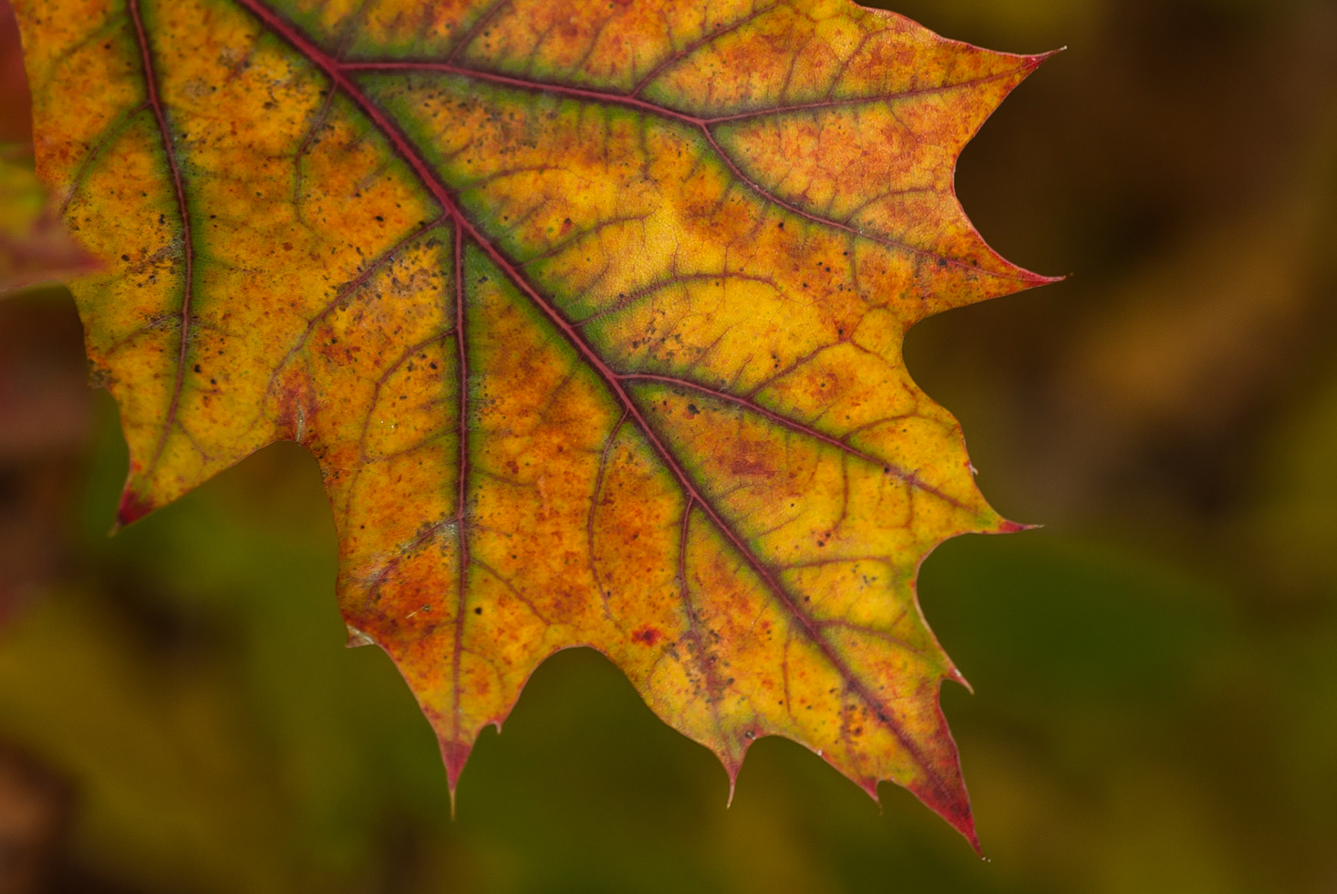 DTGD06625 Fall Oak Leaf