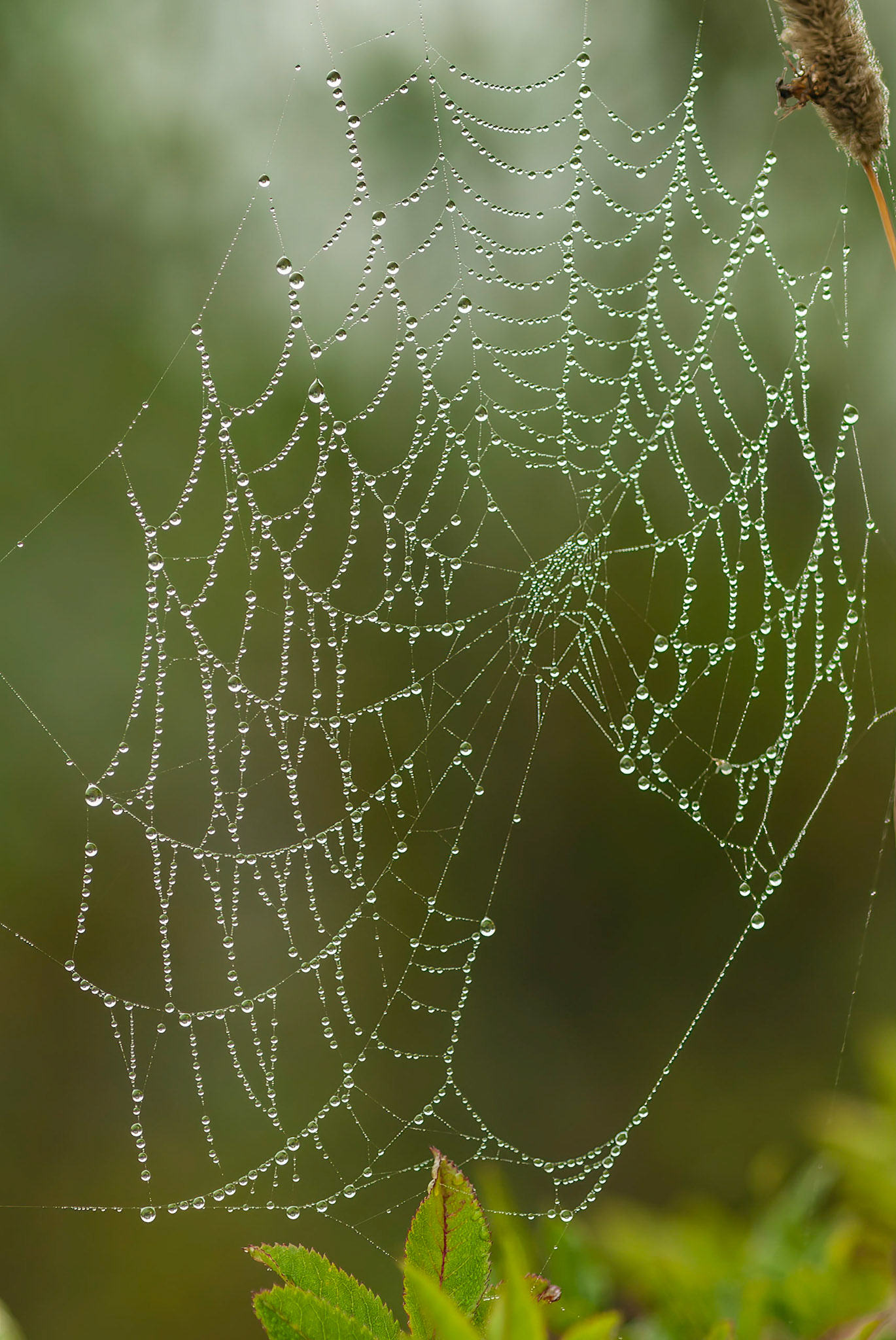 DTGD07835 Spider Web