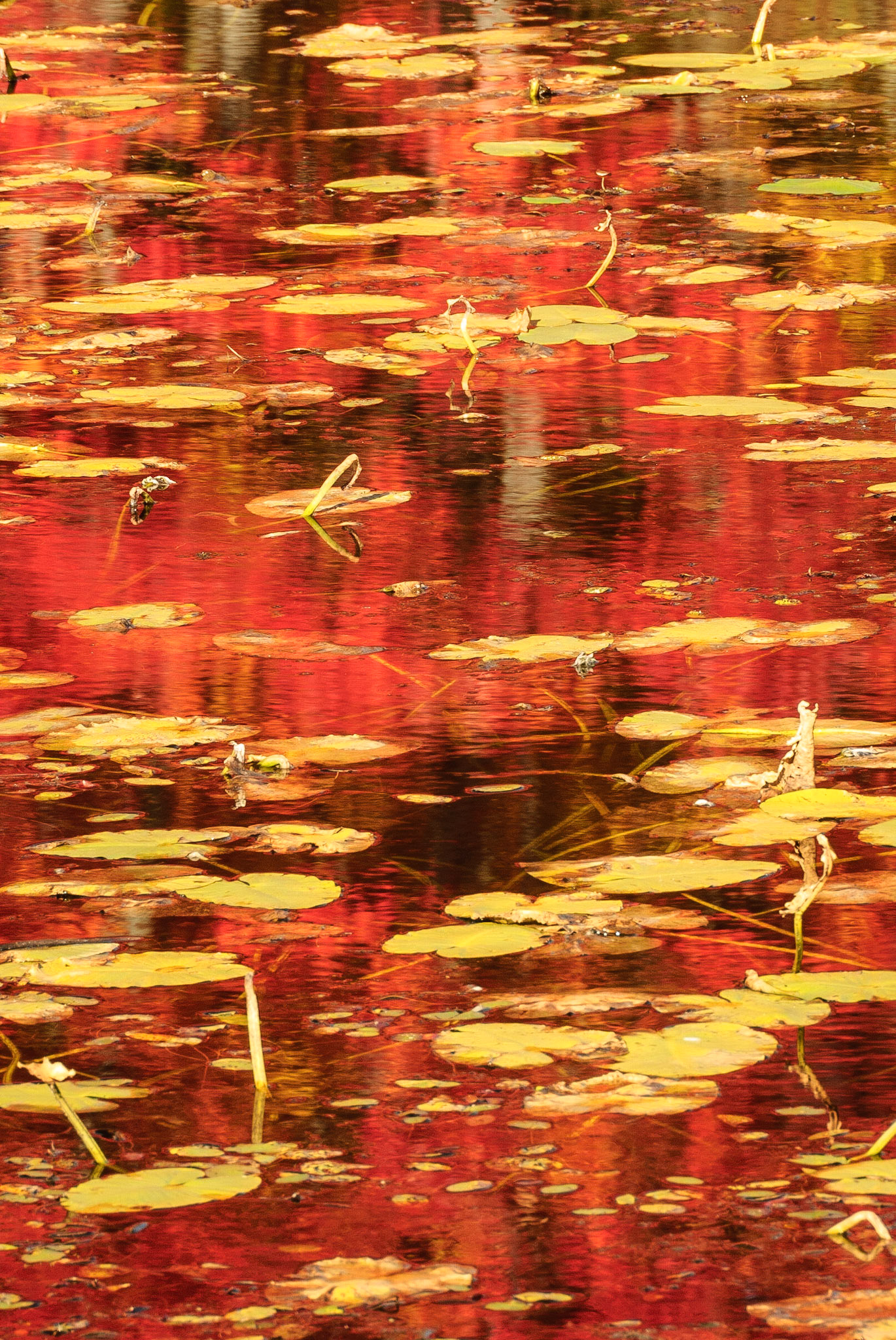 DTGD12671 Fall Reflections, MI