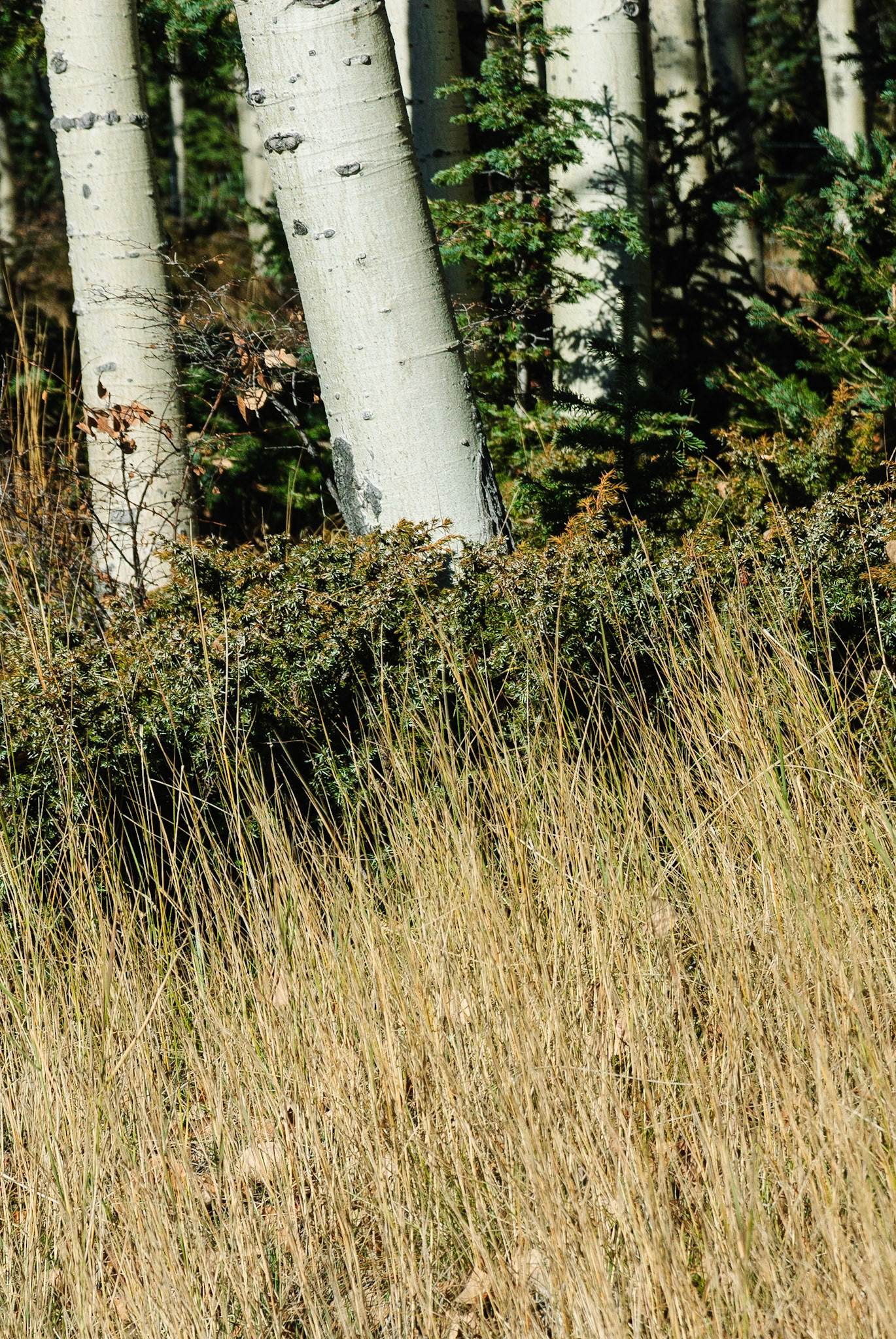 DTGD09229 Aspen, Carson Nat'l Forest
