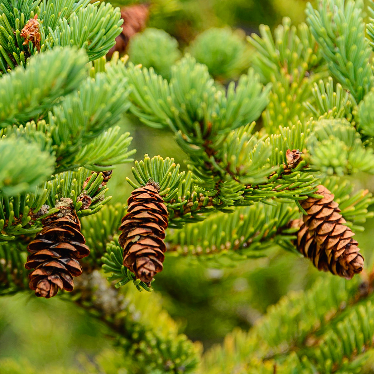DTGD24451 Pine Cones
