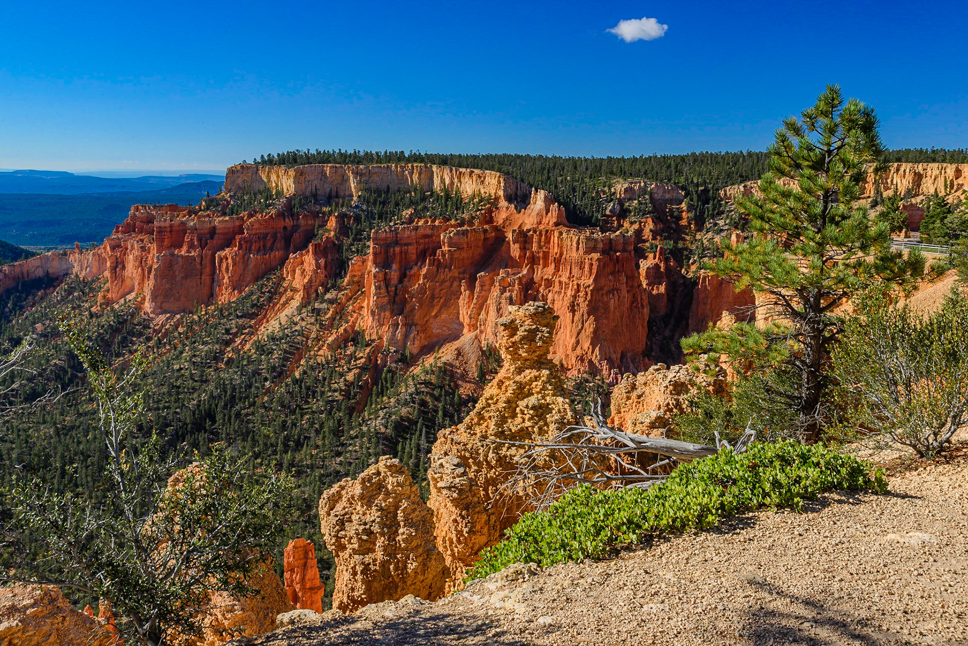 DTGD22222 Bryce Nat'l Park