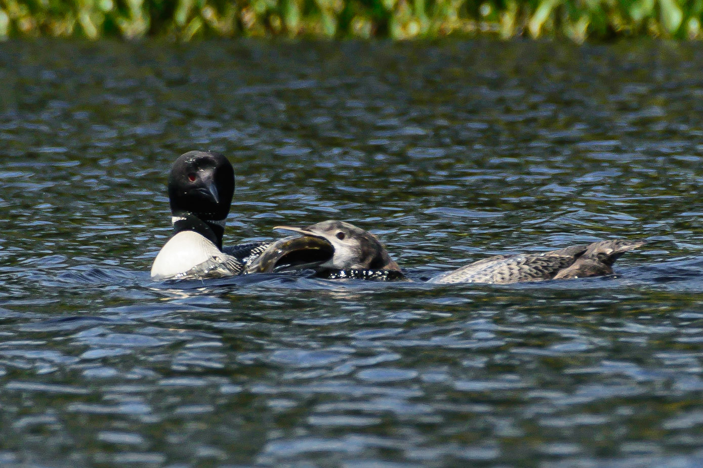 DTGD15401-Loon Chick Eating Lunch