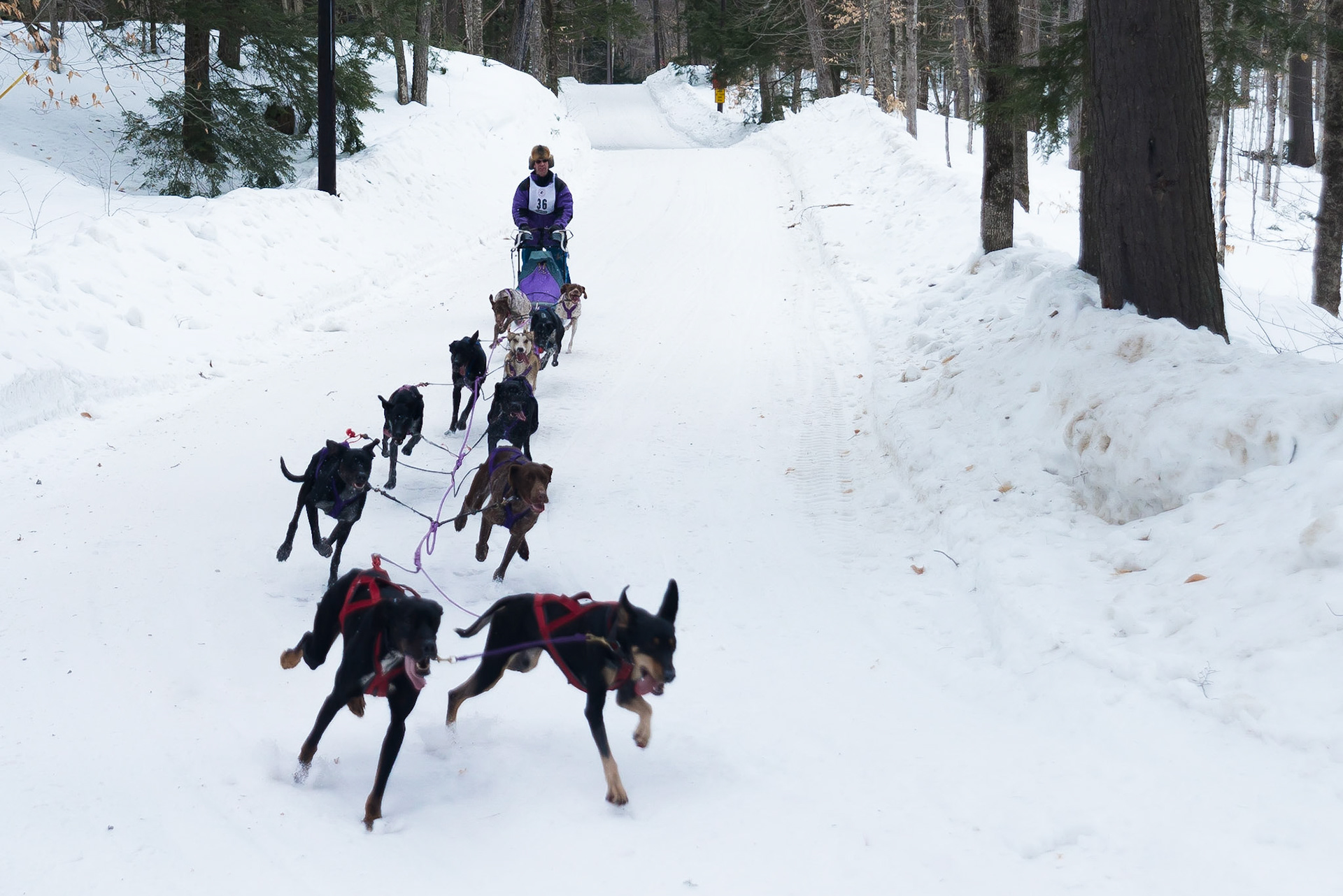 DTGD16925 Tamworth Sled Dog Races