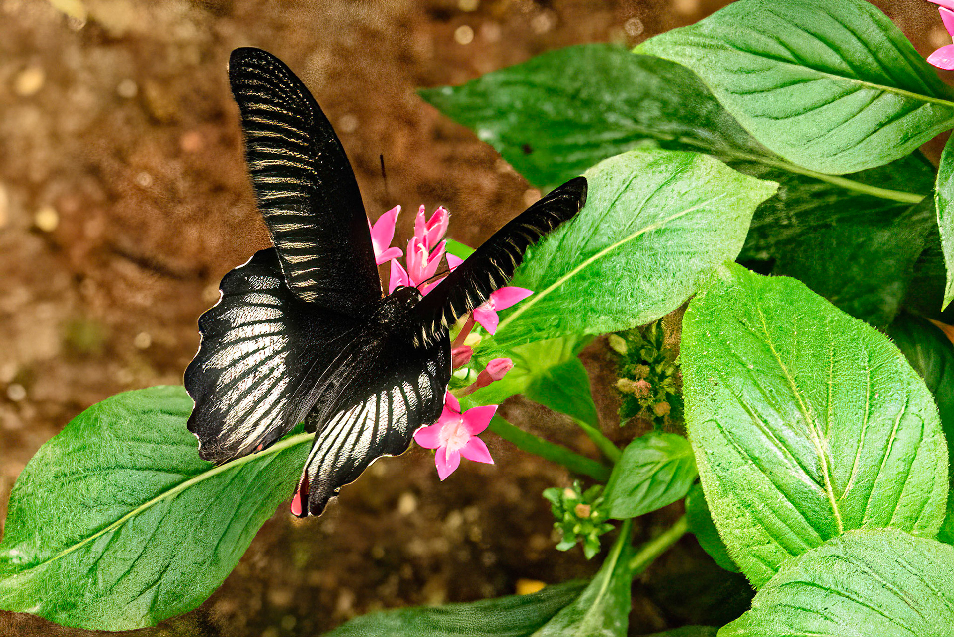 Scarlet Swallowtail, Asia