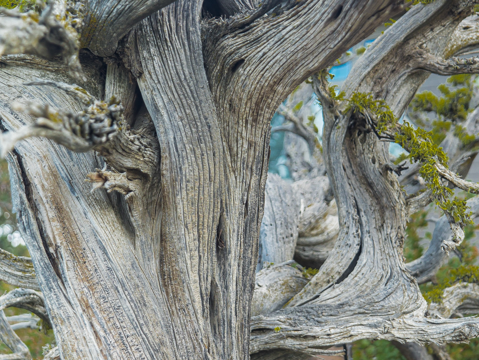 Gnarled Old Tree